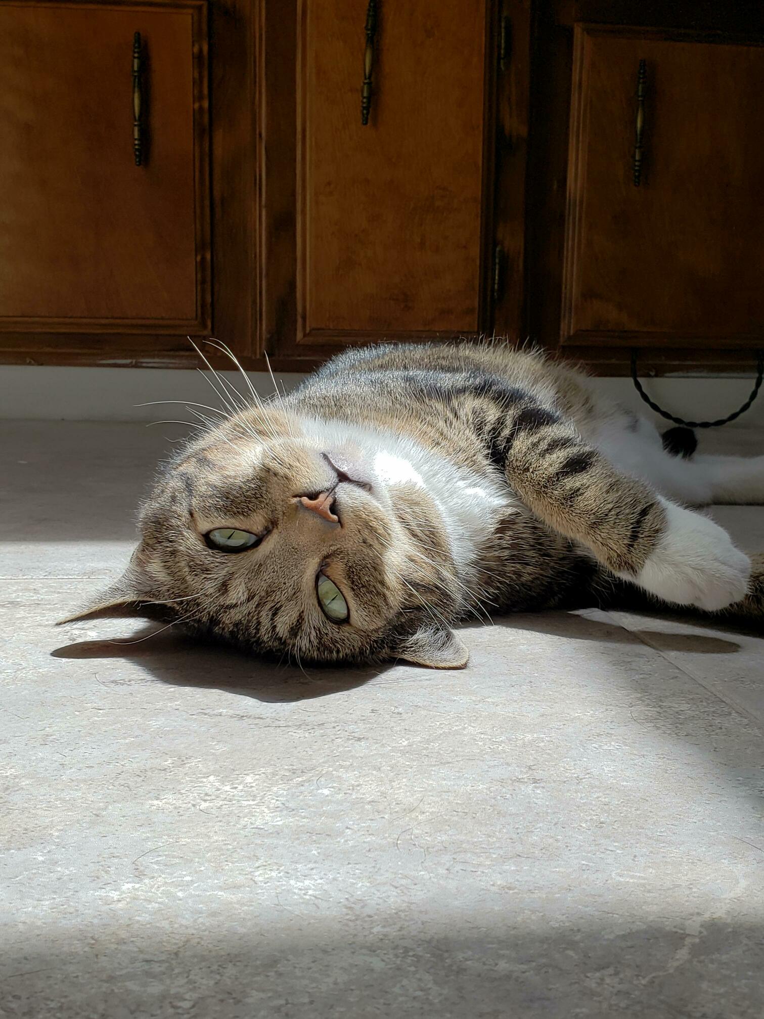This Is My Tornado Kitty, Jack. He Was Rescued from Under a House As a Teeny One After the April 28, 2011 Tornado Outbreak in Alabama. Hes Now a Happy, Healthy 7 Year Old Living in California!