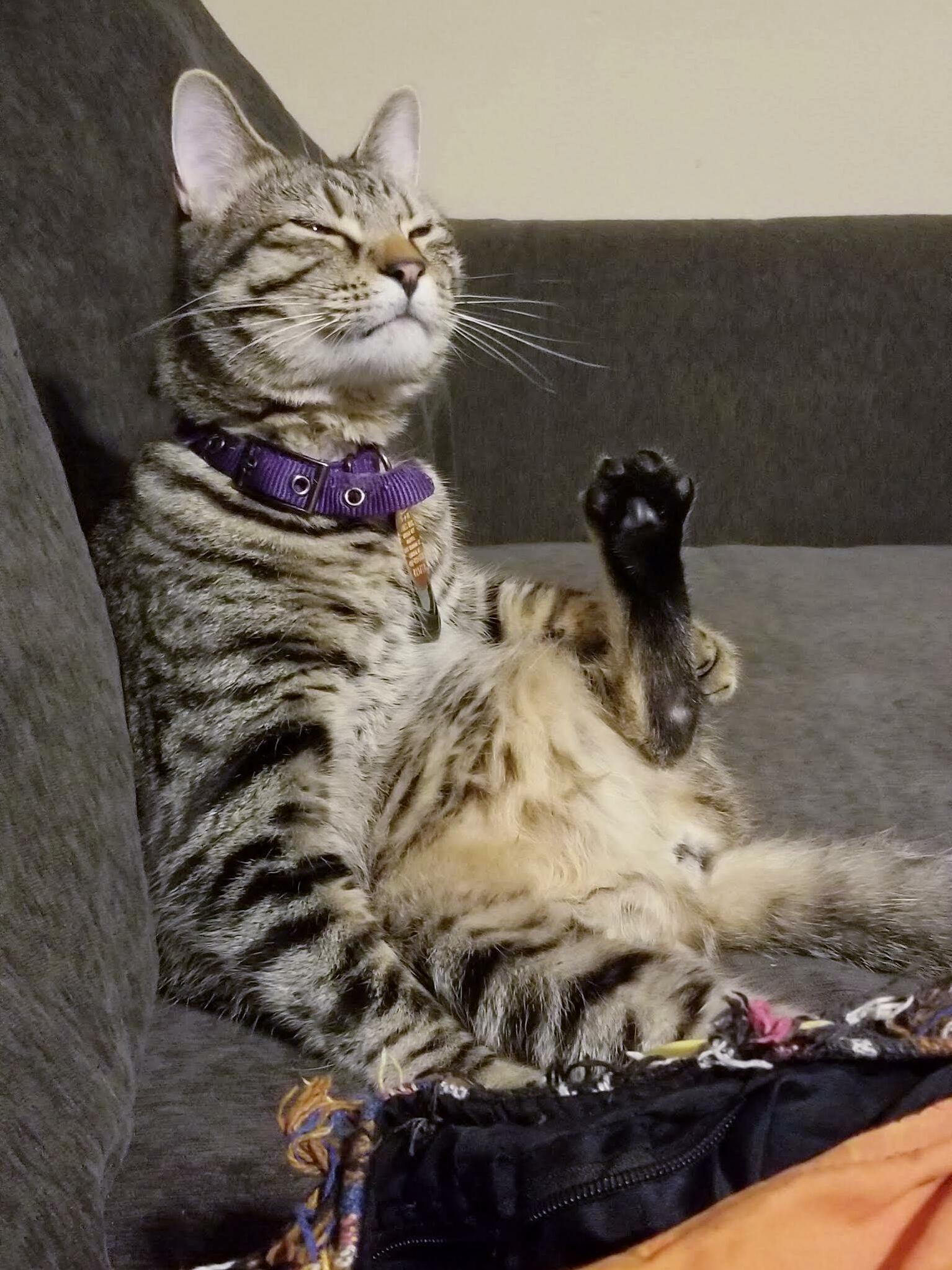 This Is Tigger. He Is Single and Ready to Mingle.