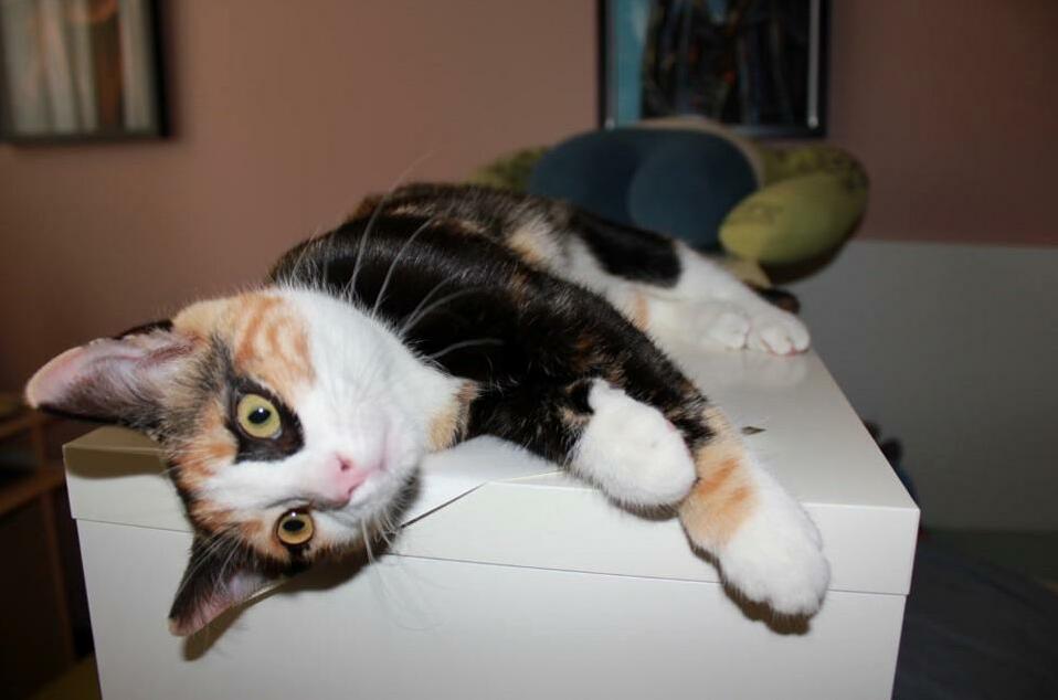 This Is Zelda! Shes an Adult Now (and Pretty Fat) but I Still Love This Old Picture of Her.