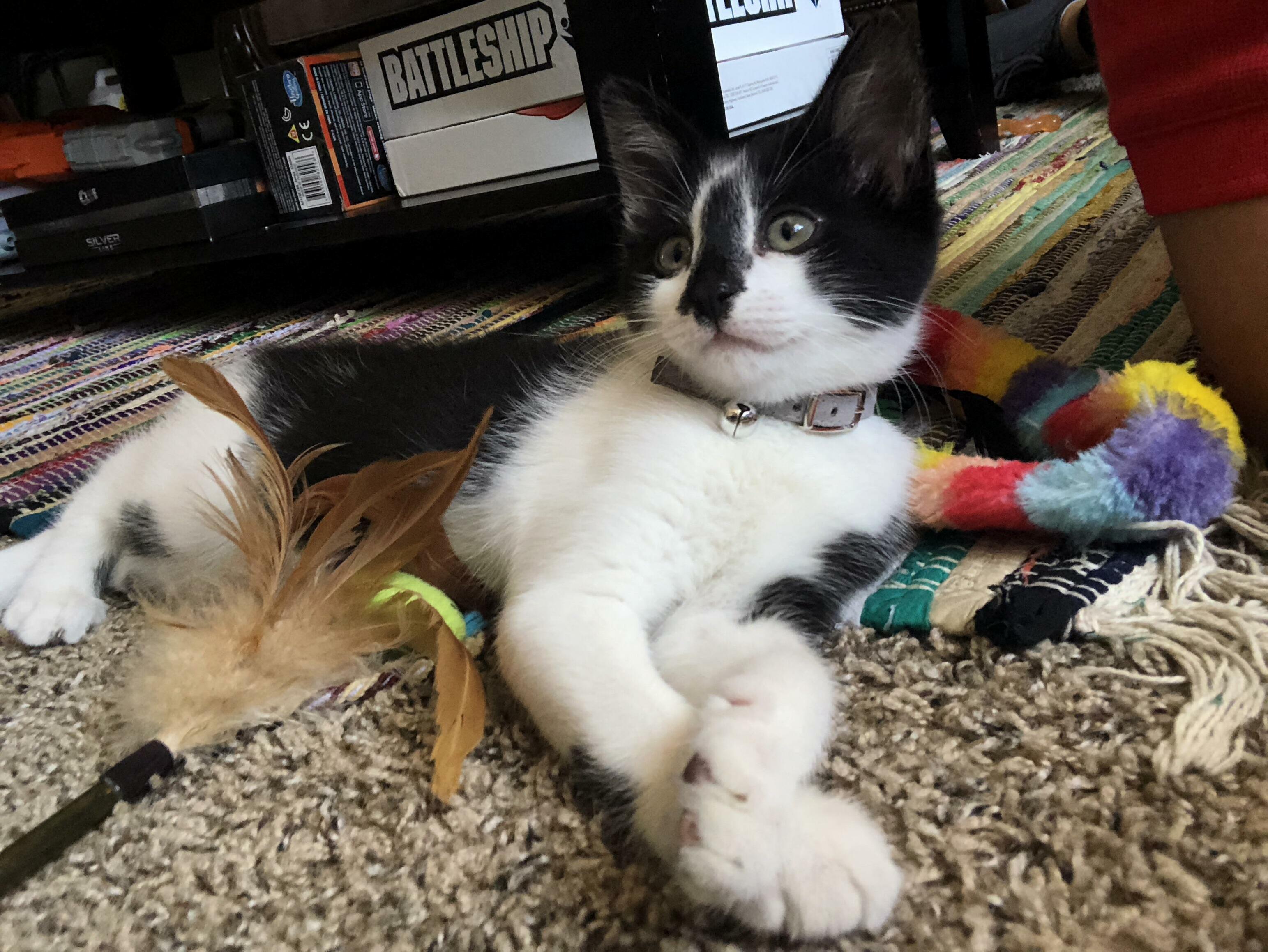 This Little Lady Turned My So from Dog-person to Animal-person