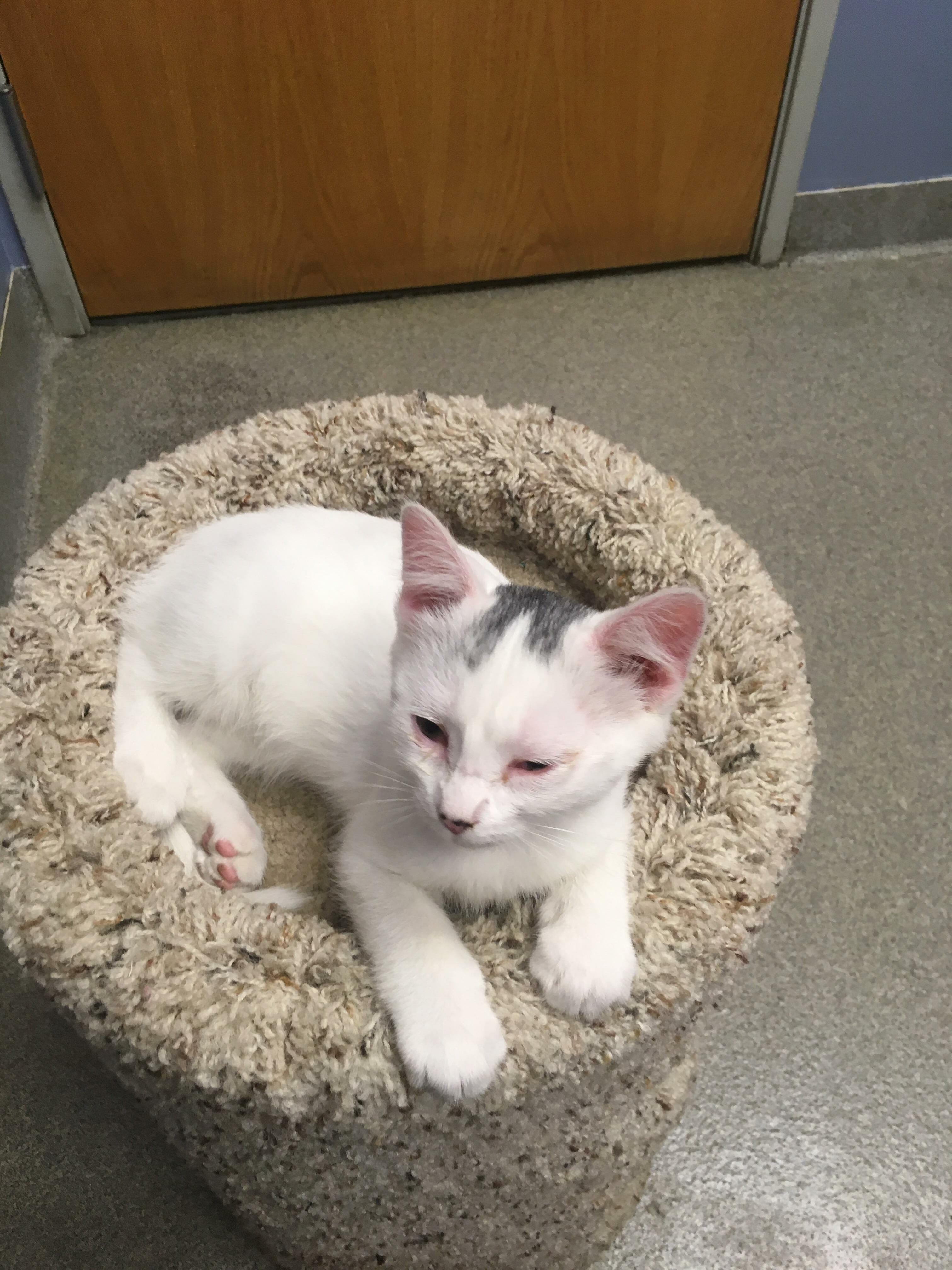 This Little One Just Came Into the Shelter Today. You Cant Keep Him Off Your Lap for More Than 10 Seconds.