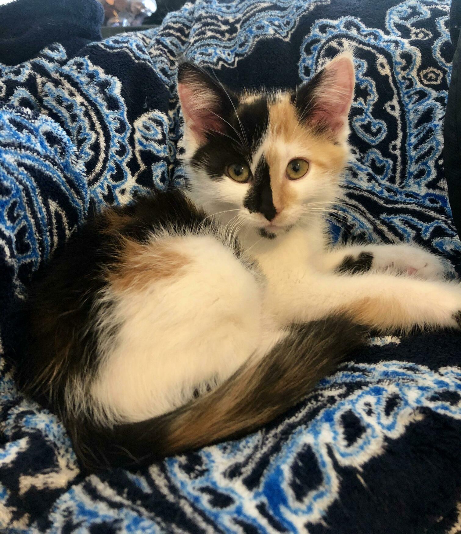This Pretty Little Foster Girl Goes Back to the Shelter Tomorrow to Find Her Forever Home! Something Tells Me She Wont Have Too Much Trouble.