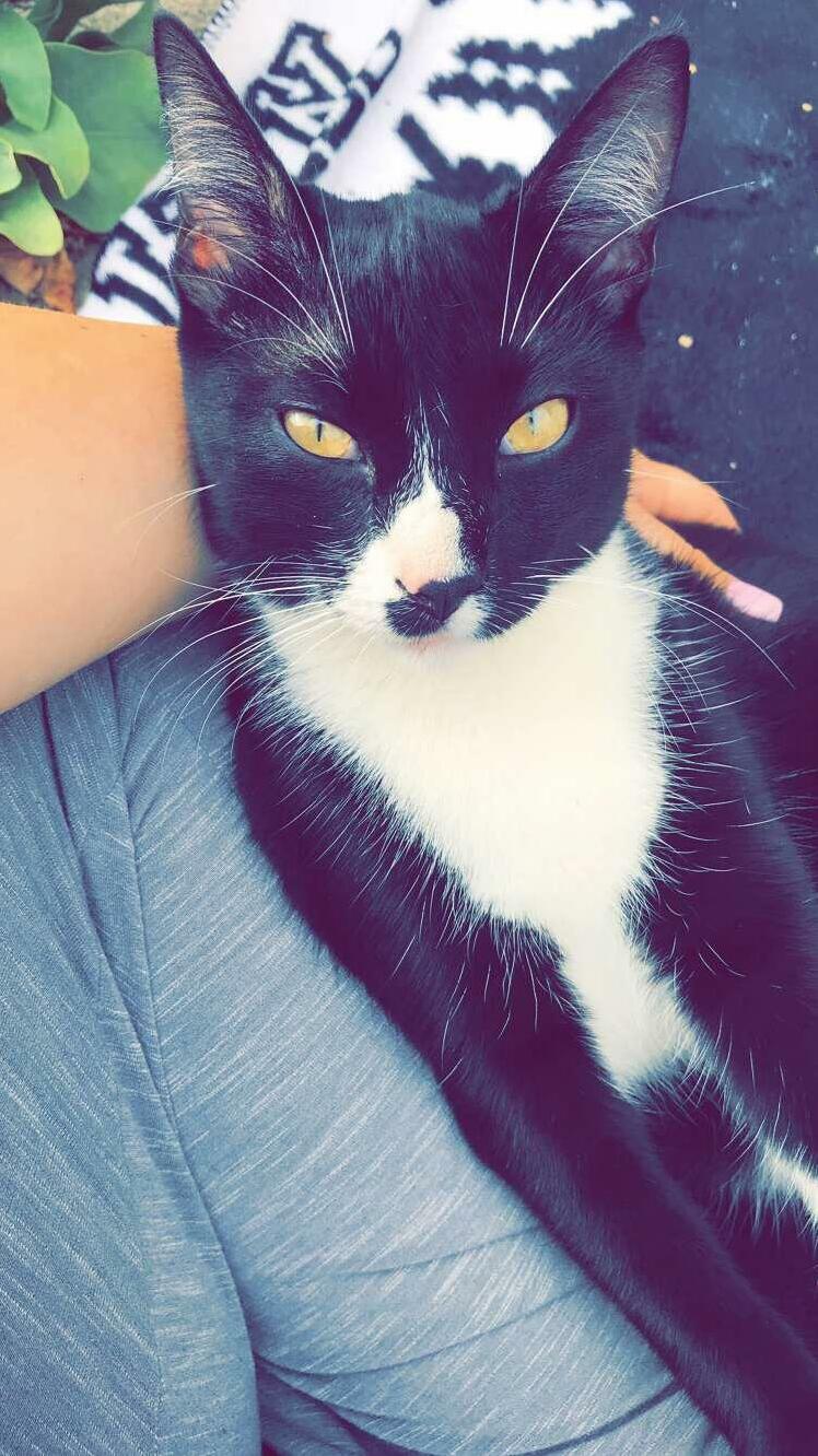 This Sweet Boy Adopted My Family. Reddit, Meet Houdini!