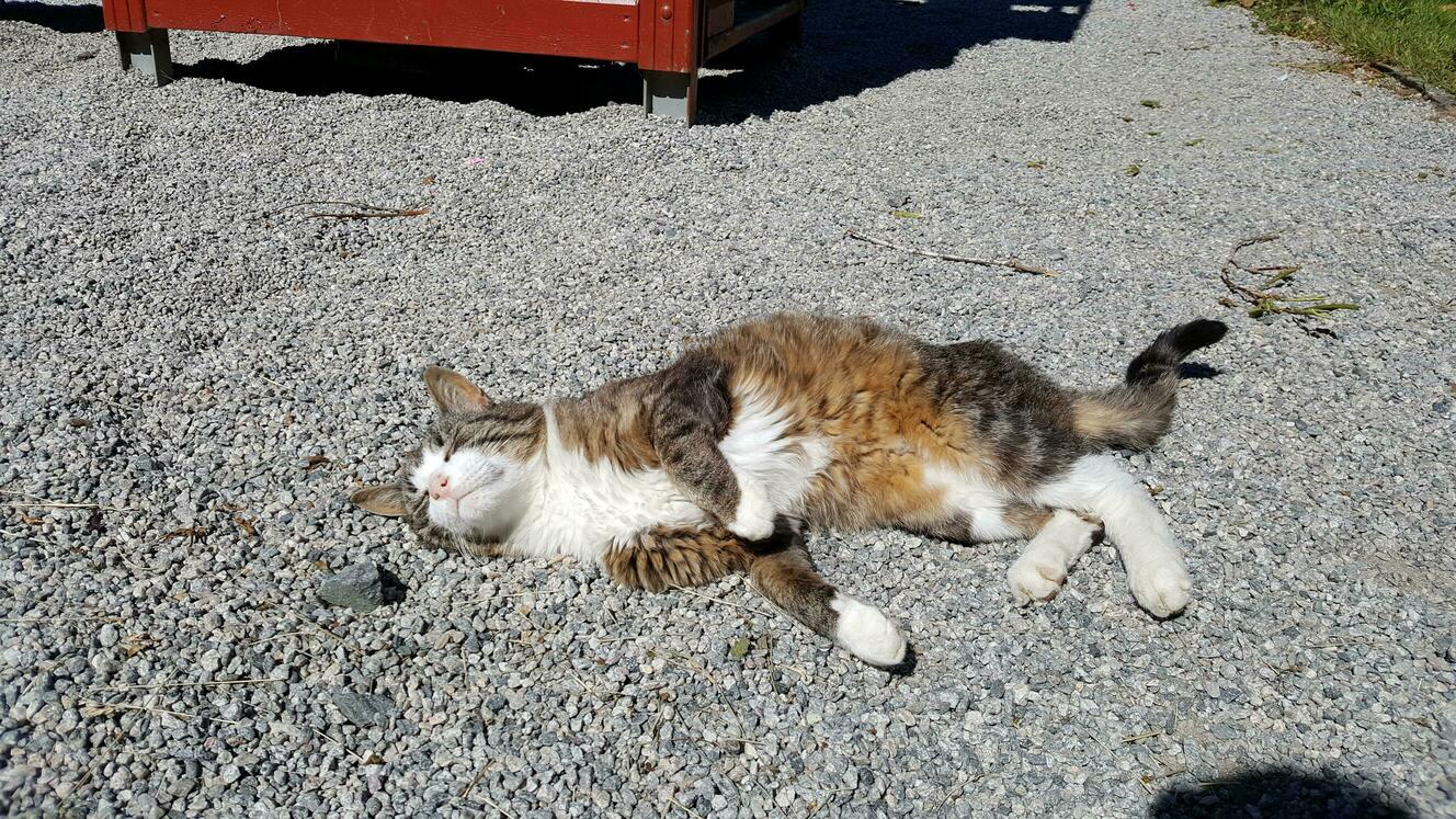 Today Was His Last Day. Thank You and Rest in Peace, Pusen Min, the Coolest Cat in Town.
