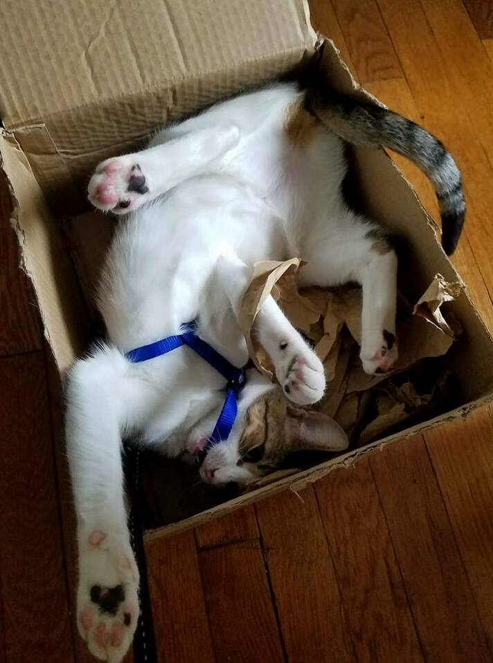 Trying Out the New Harness on One of Our Kittens. I Think Shes Taking to It Pretty Well.