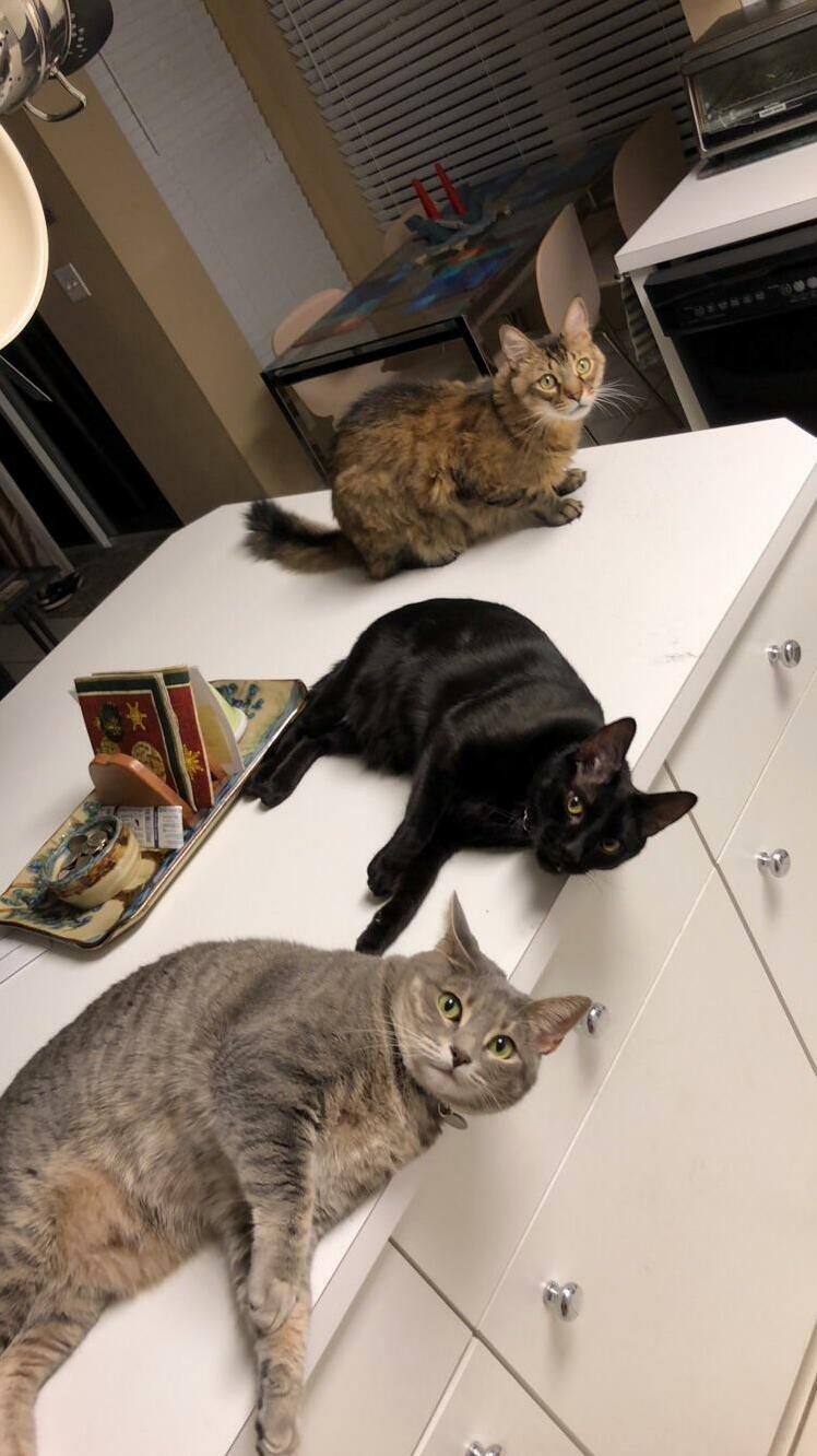 Turned on the Kitchen Light and Realized That I Had Stumbled Upon Some Sort of Clandestine Meeting.