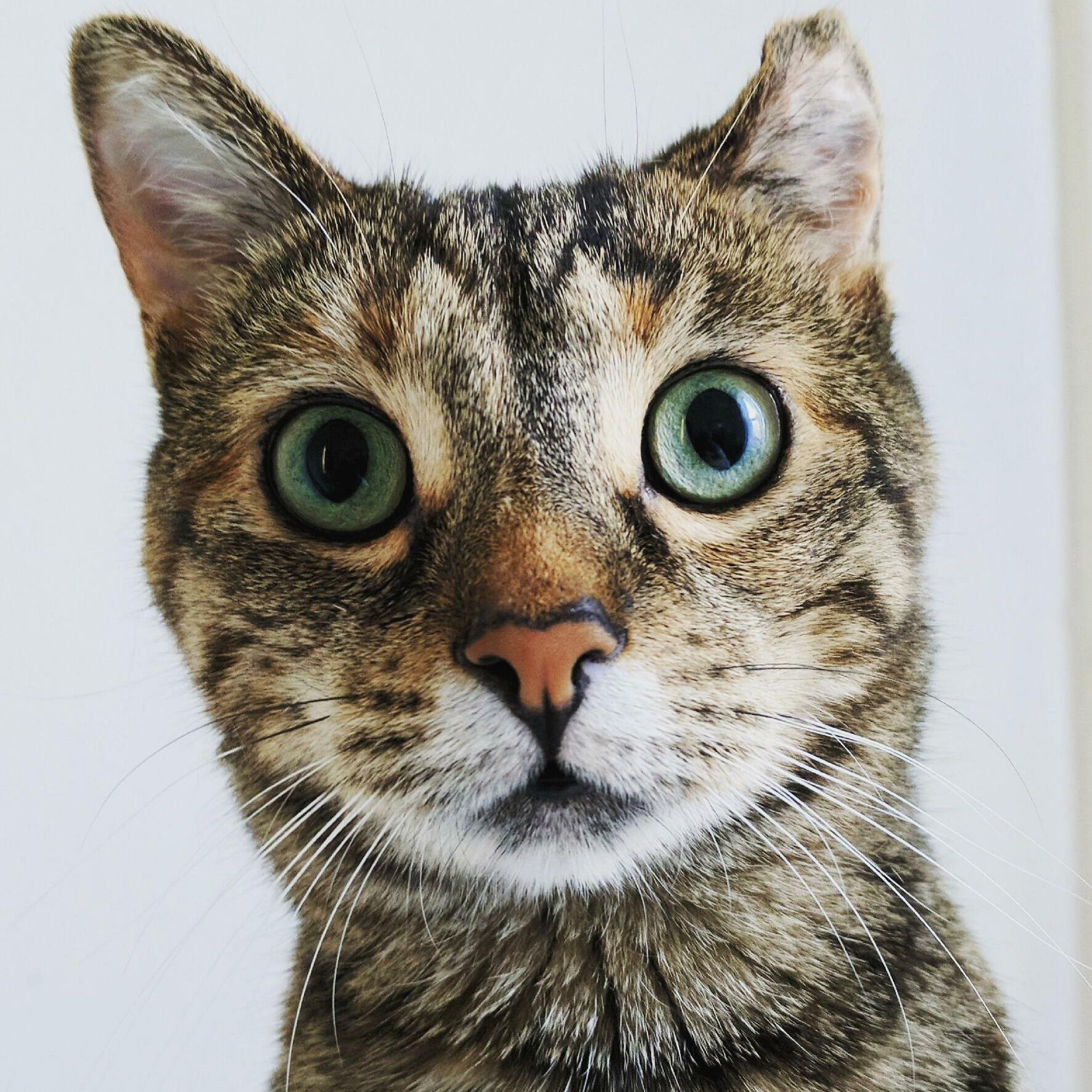 Twiggy T Adventurecat and Her Wonky Ear.