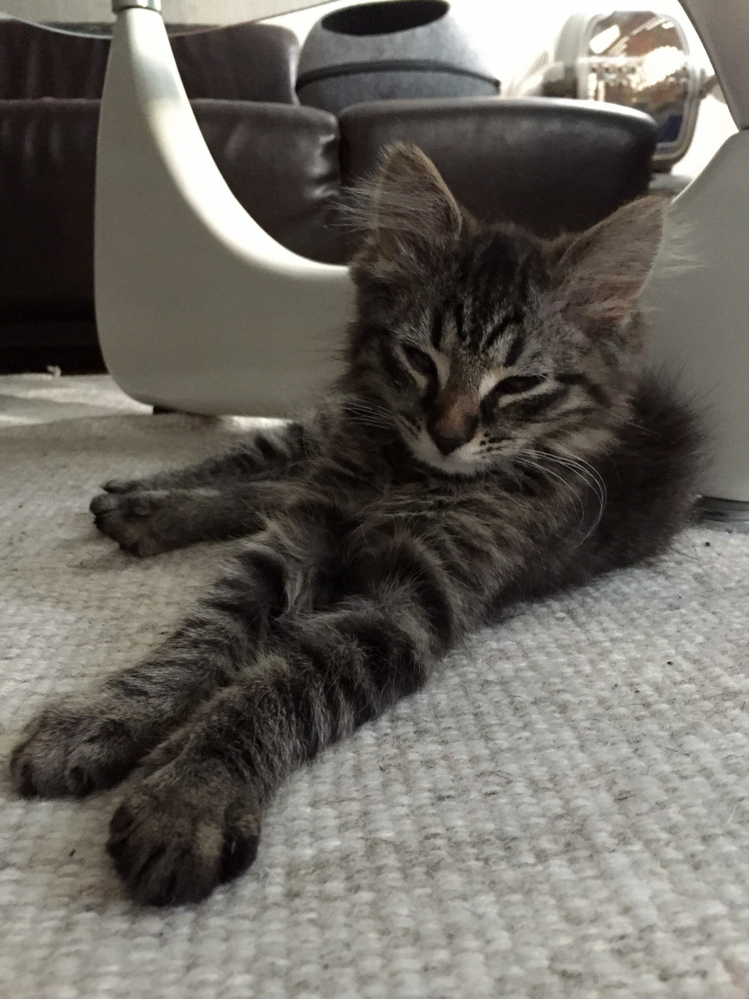 Two Catbeds, a Cattree and a Couch, Yet Li Li Still Prefers the Rug to Sleep on