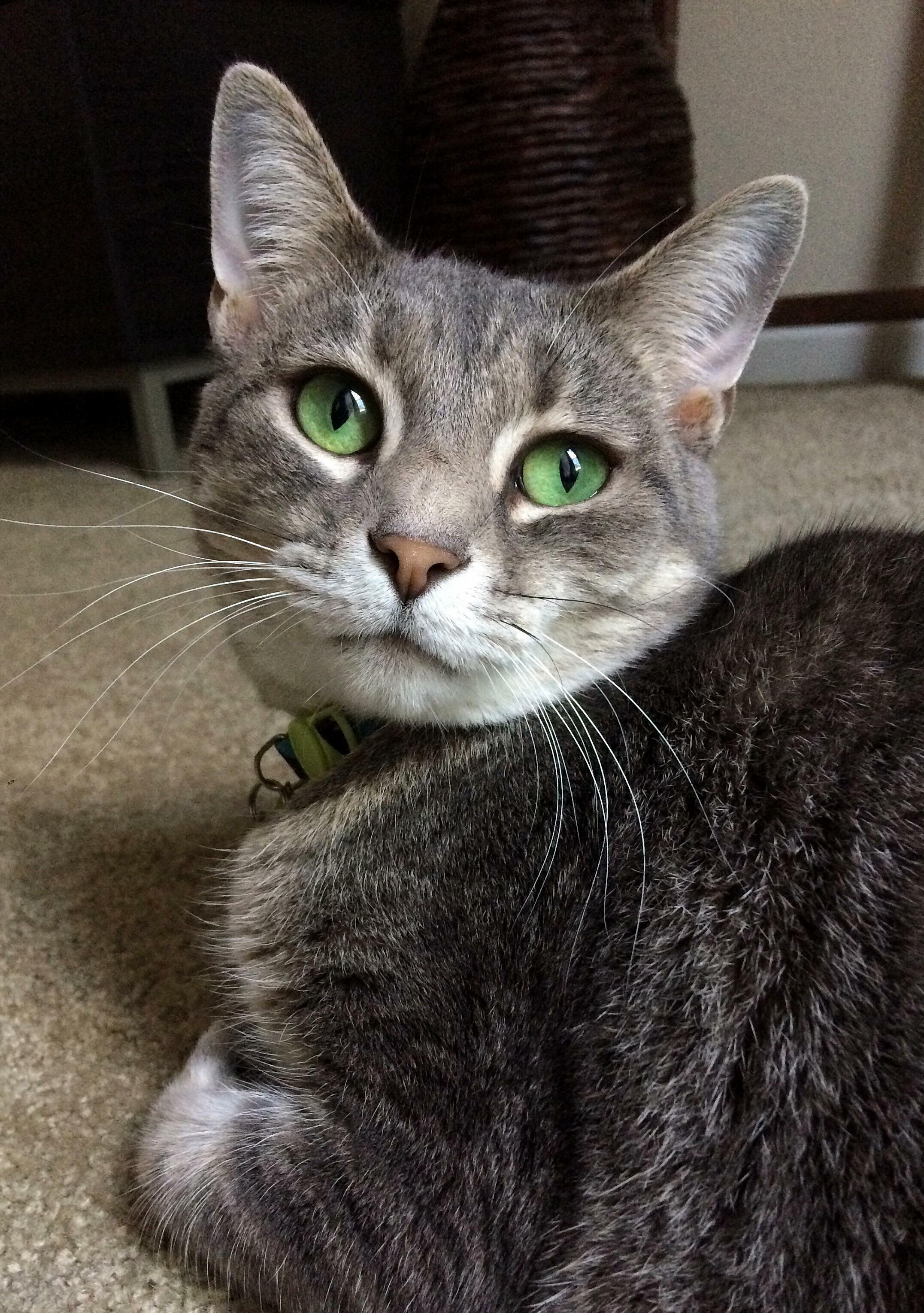 Two Years Ago Today, We Found a Kitten Someone Dumped on the Side of the Road. Happy Honorary Birthday, Ashes!