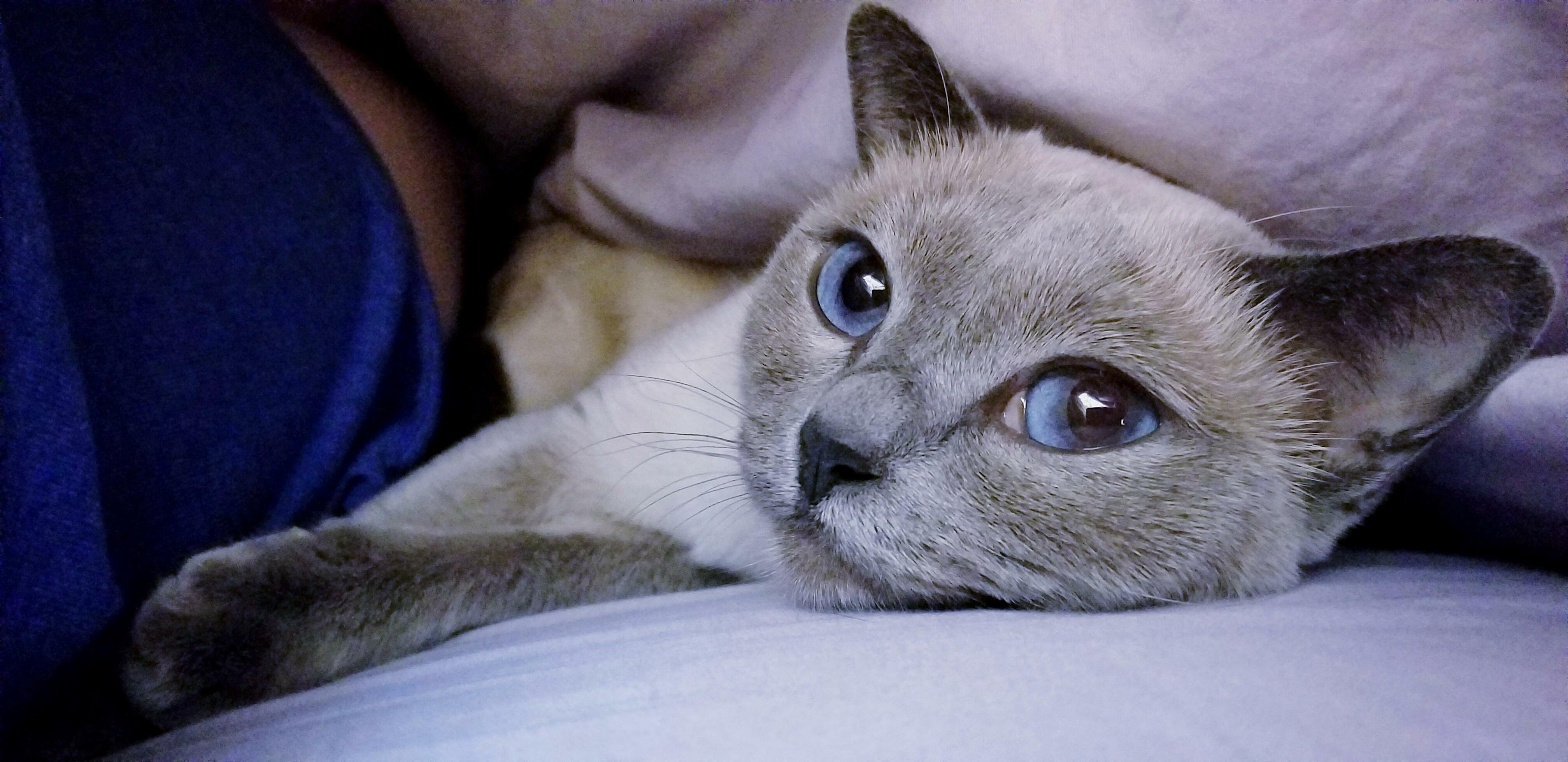 Undercover Snuggles