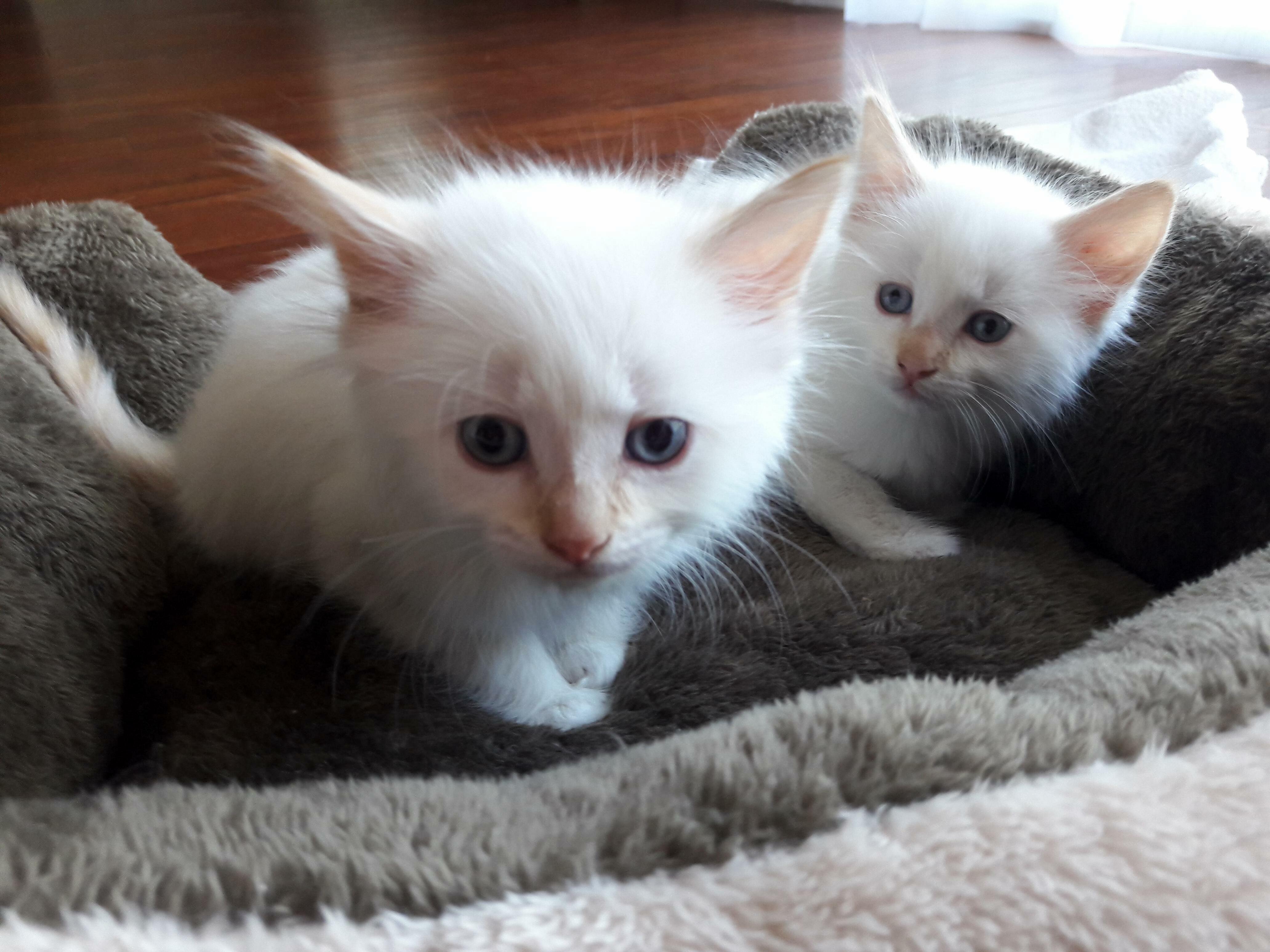 Wanted a Kitten Since I Was 5, As an Adult I Can Get Two )