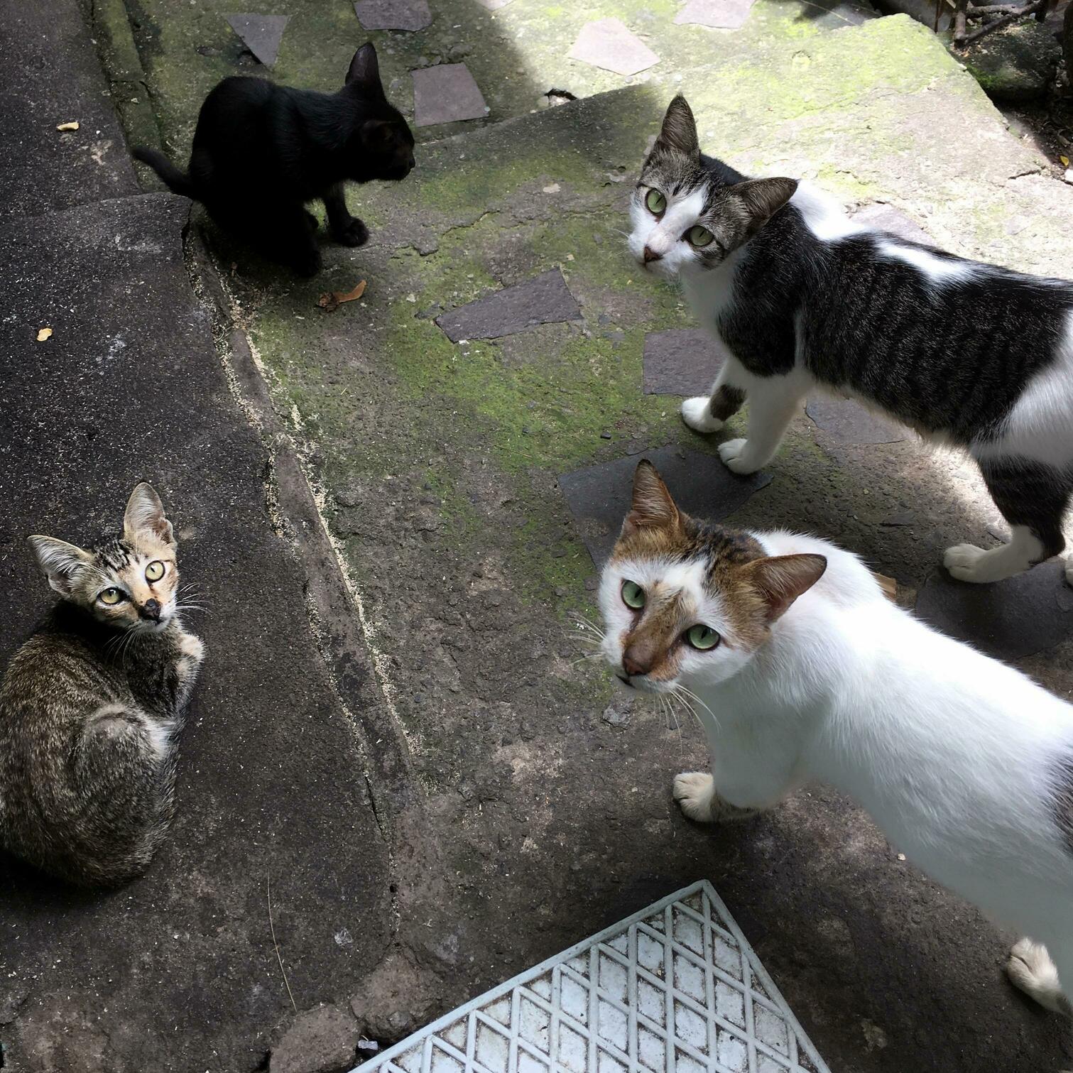 Watcha Lookin at Human
