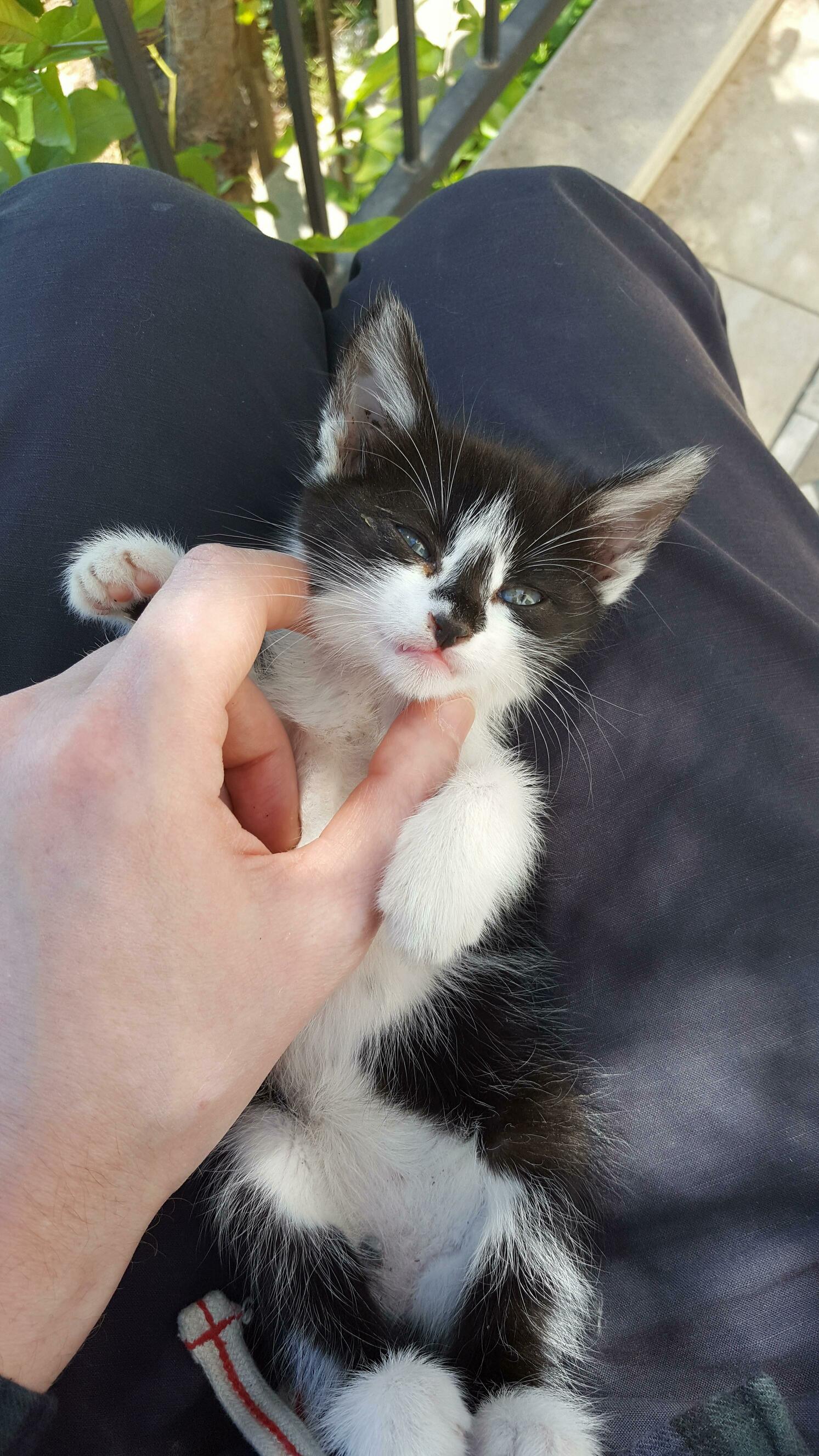 We Found This Abandoned Kitten During Our Vacation. a Neighbour Promised to Take Care of Her. Hope Shes Fine
