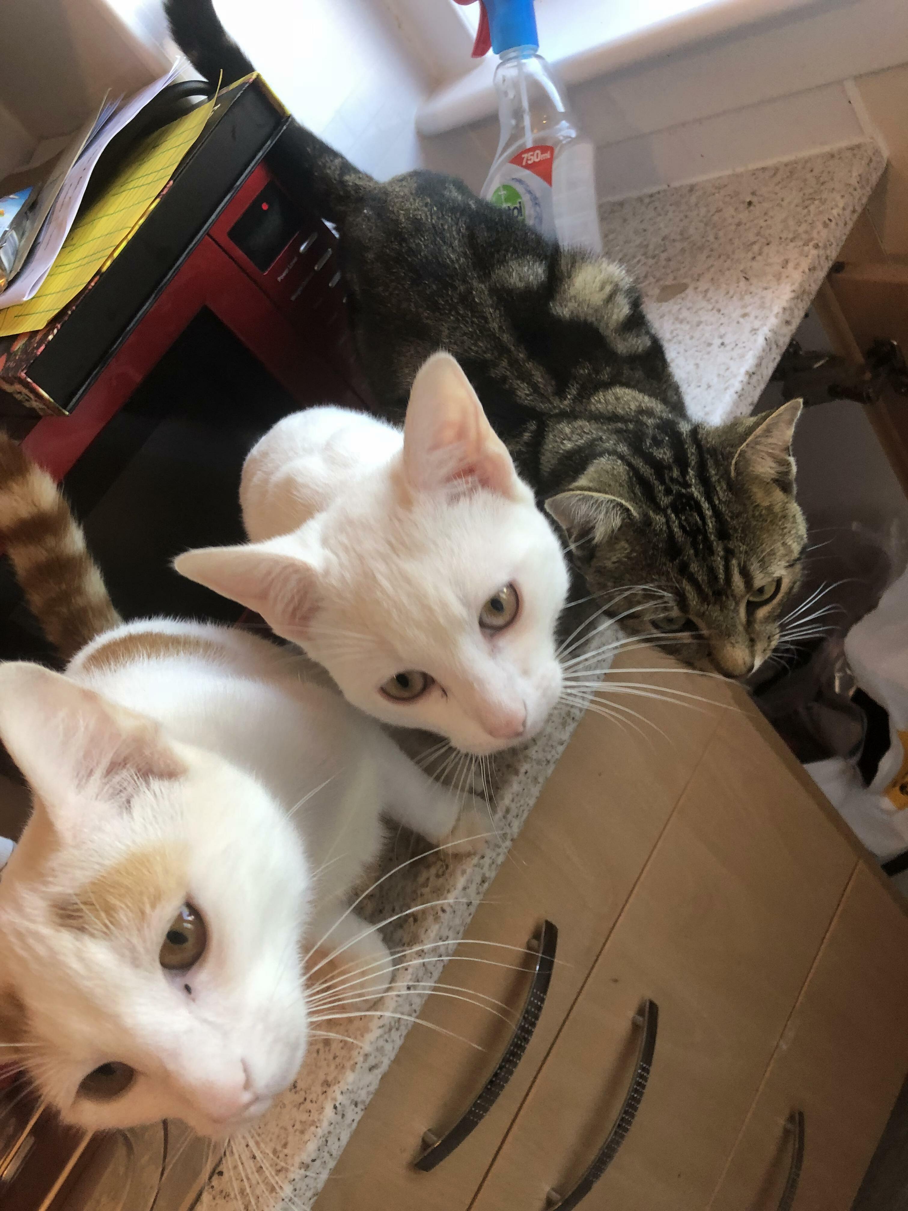 We Wants the Food Hooman