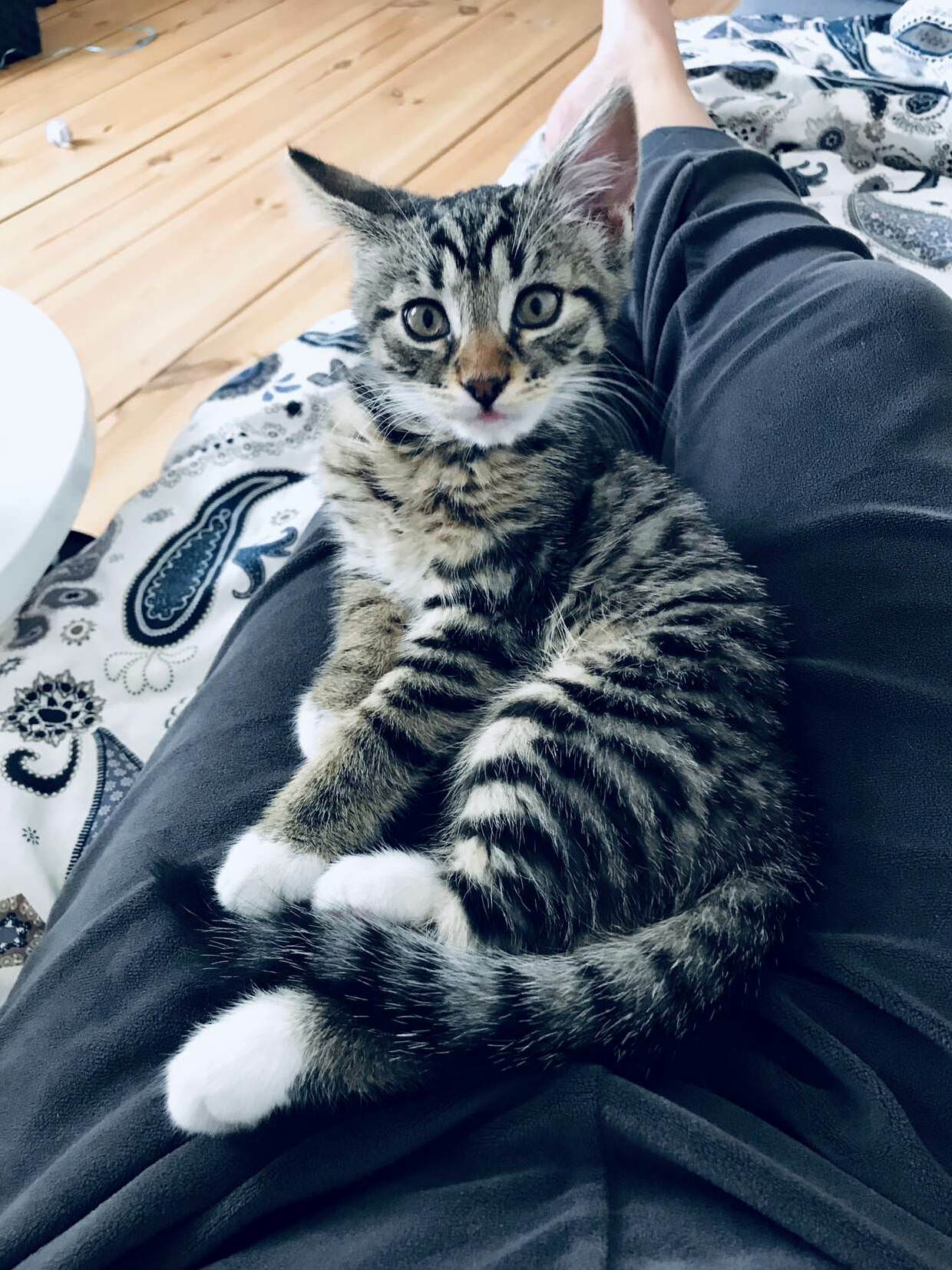 Welcome to the Family, Little Floofball!