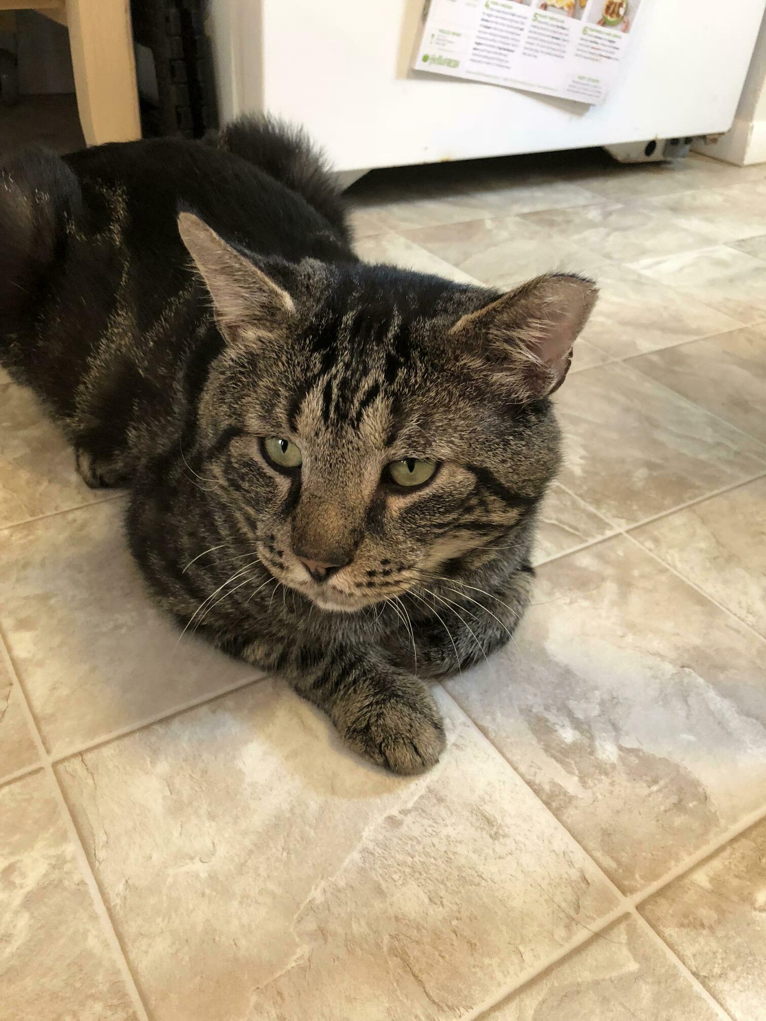 What Breed of Cat Is He