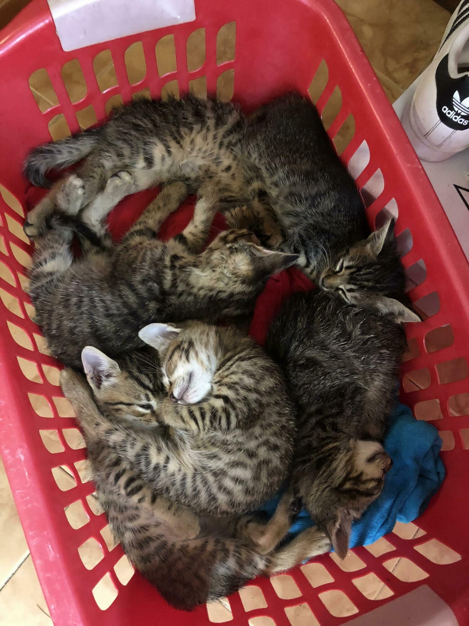 Whats Better Than Sleeping in the Laundry Basket