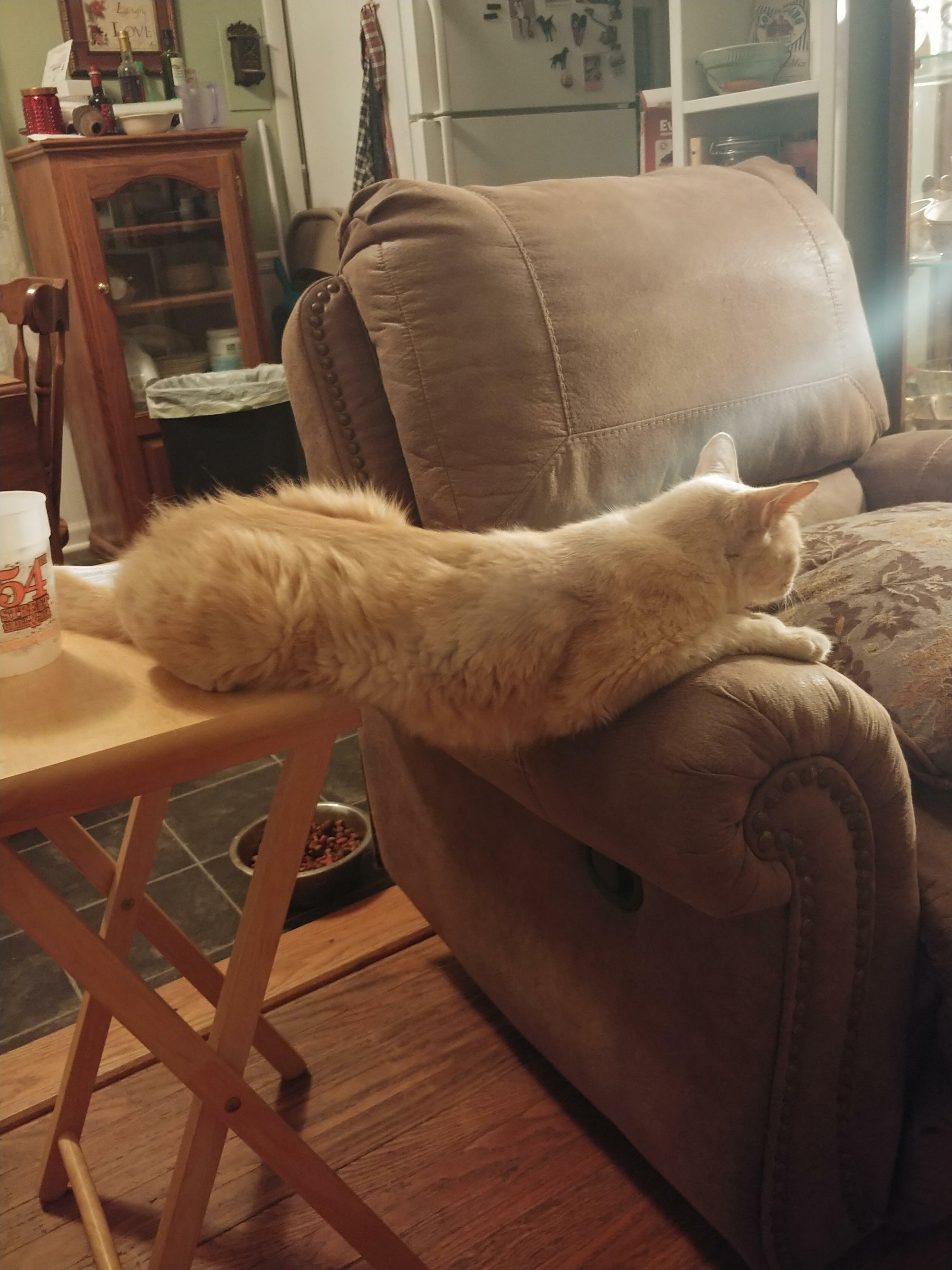 When You Wanna Lay on the Tv Tray but You Also Wanna Lay on the Chair.