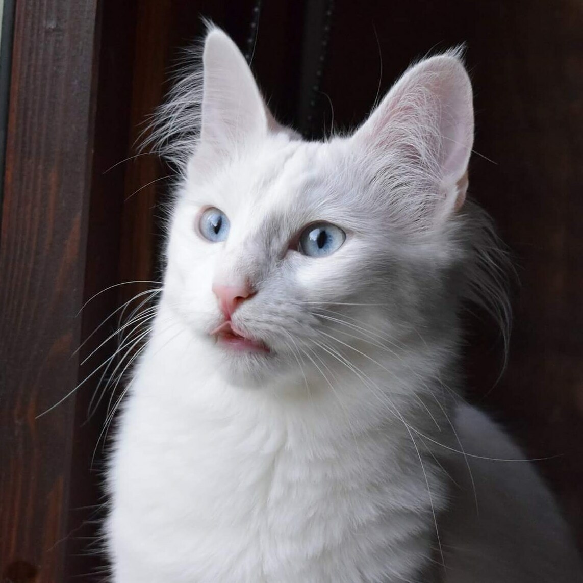 When Youre About to Take a Perfect Picture of Your Cat and She Suddenly Does This