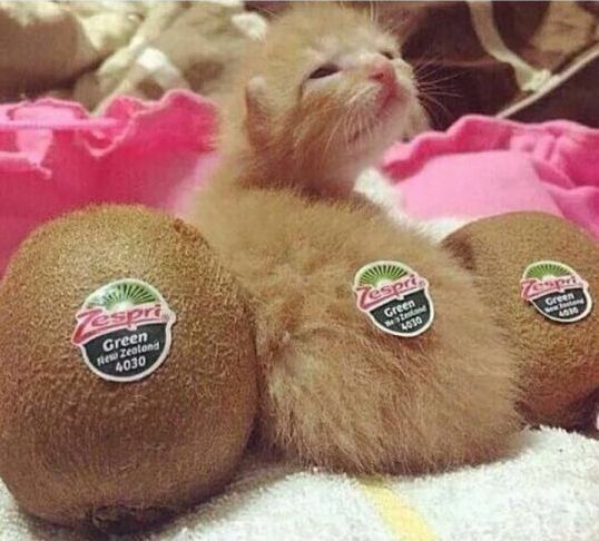 Who Like Kiwi