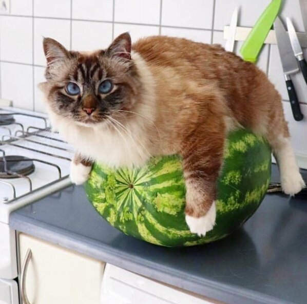 Whose Is the Watermelon This Is My Watermelon )