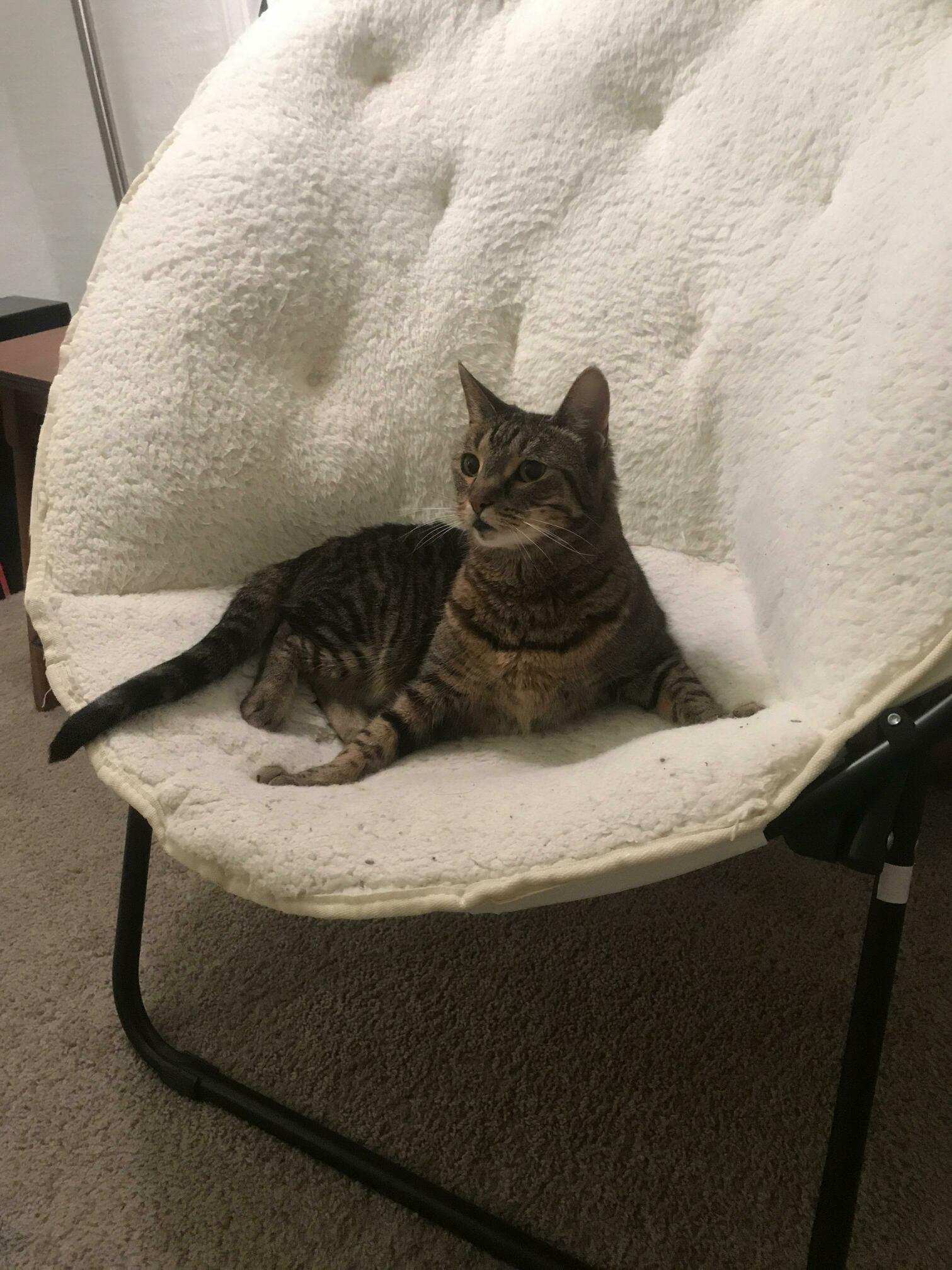 Why Does My Girlfriends Cat Howl and Meow Incessantly How Do We Get Her to Stop