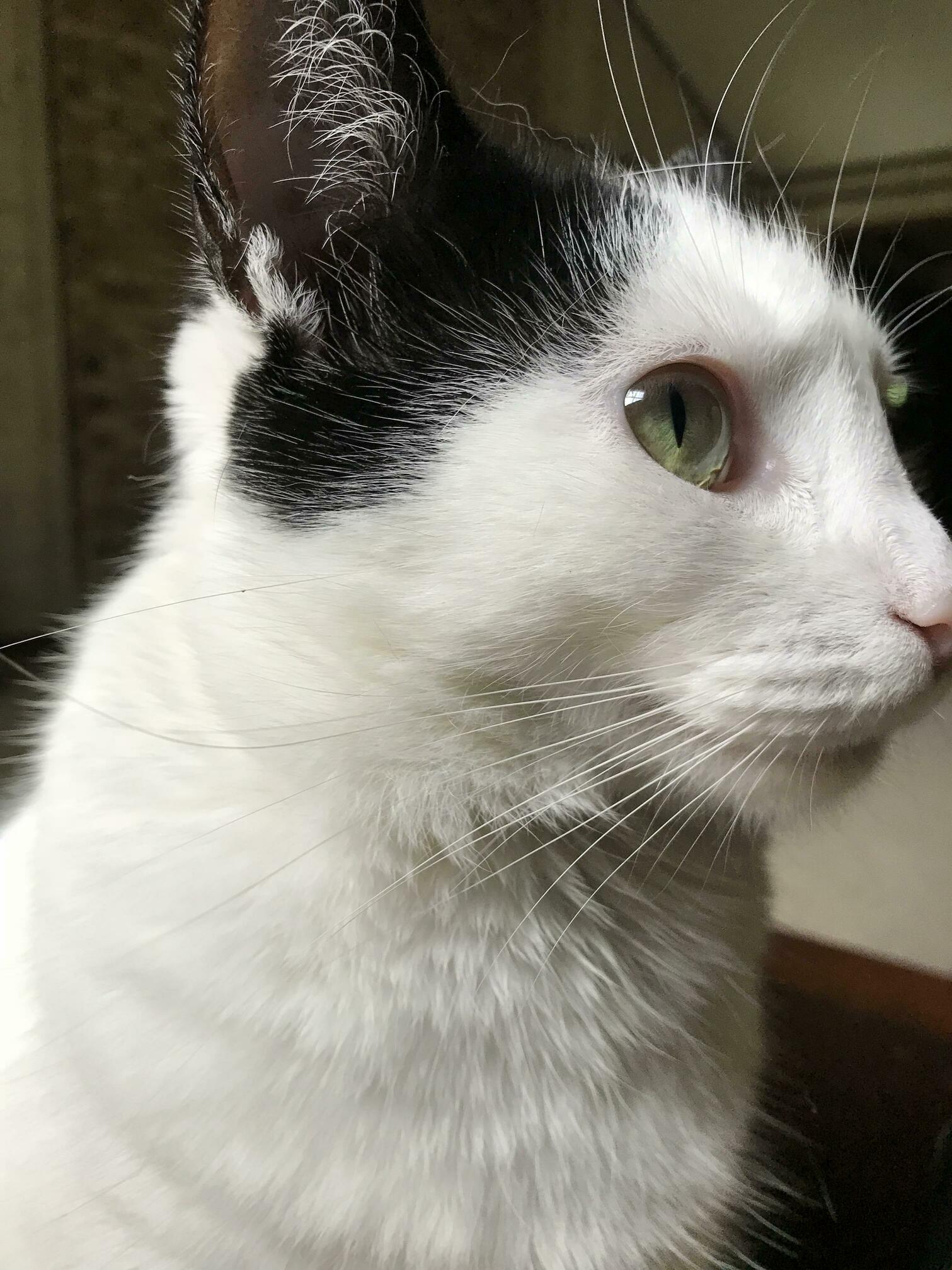 Xena the Warrior Cat
