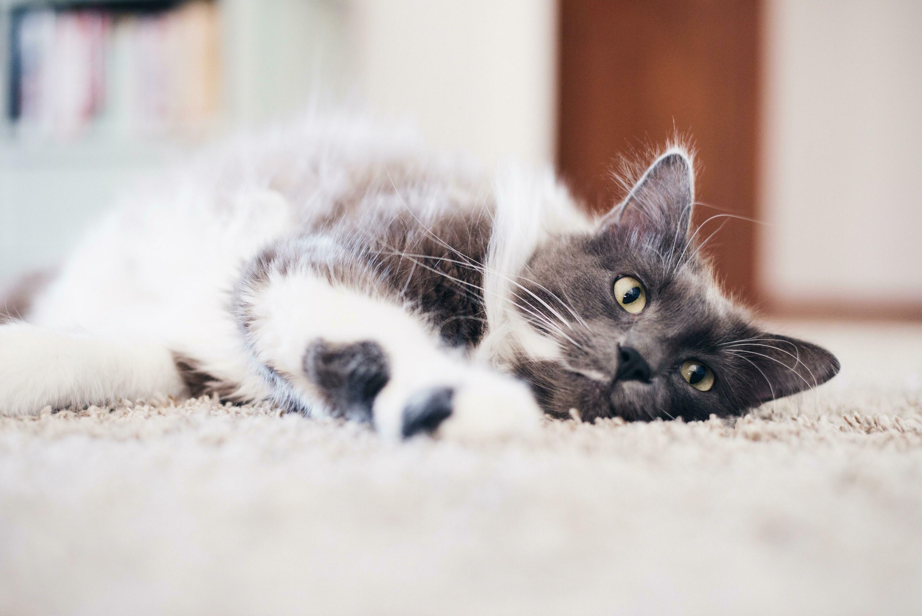 Yall, I Just Cant Handle My Little [Big] Kitten, Echo! Even Though Hes 15 Pounds and Three Years Old, Hell Always Be My Kitten.