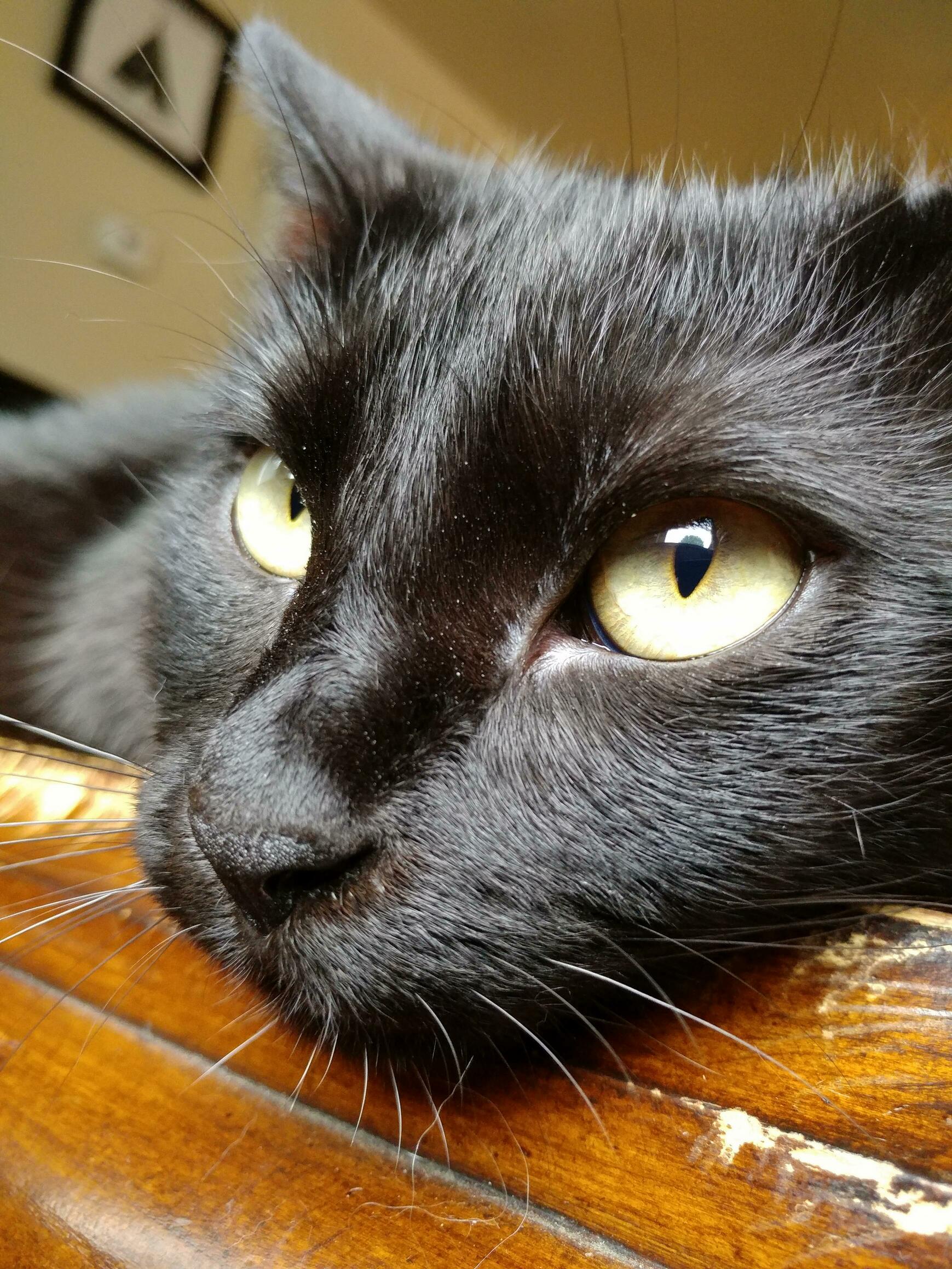 Zeke, the Observer