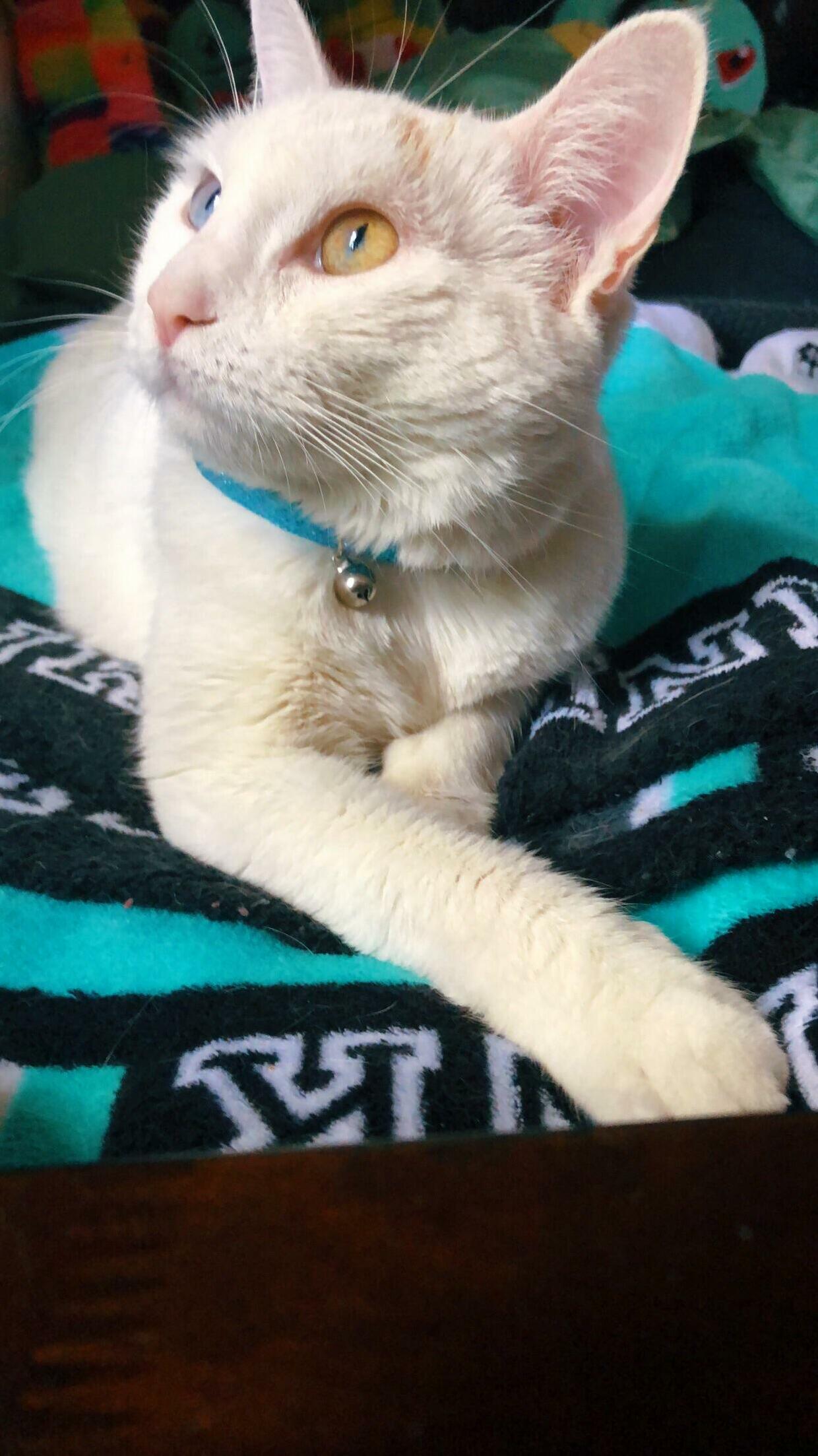 Ziggy Came from an Abusive Home and Has Come Such a Long Way, I Love My Little Alien Cat