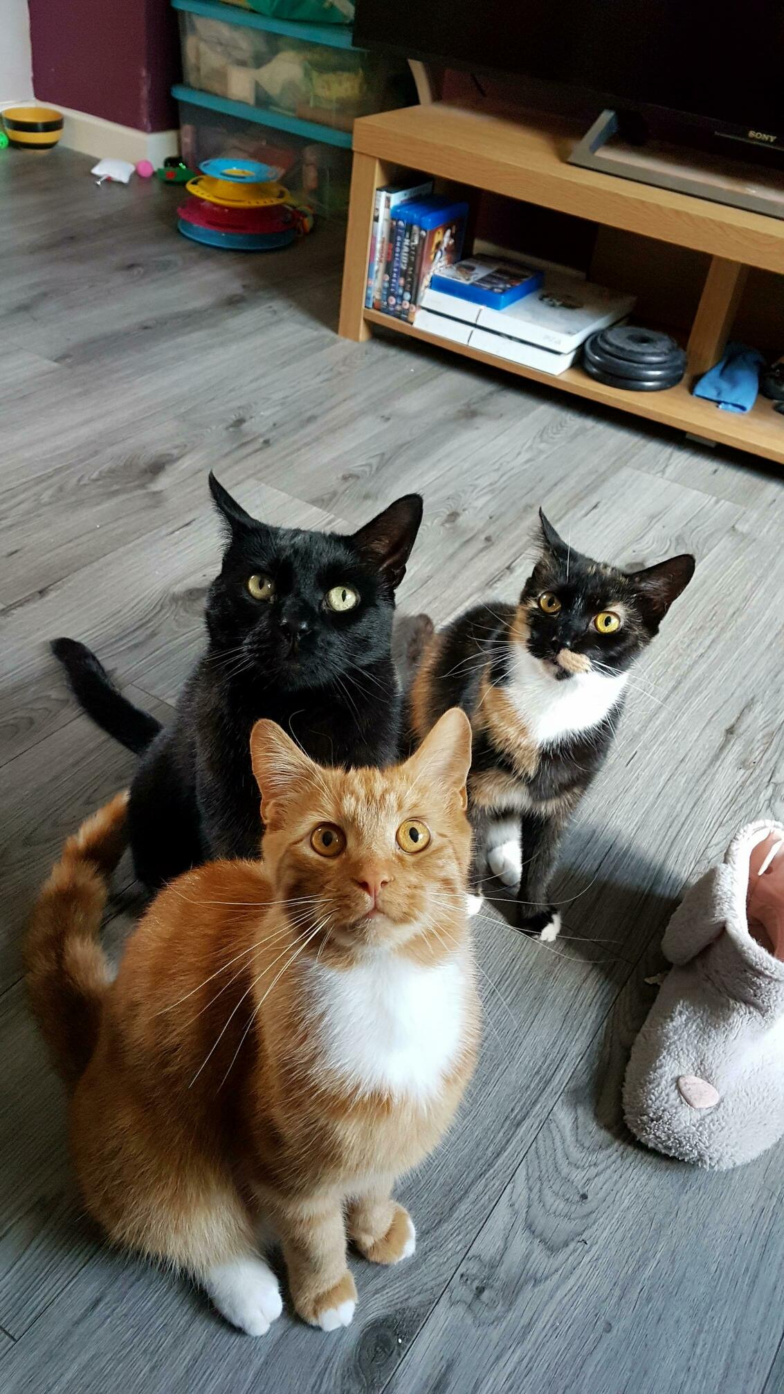 3 Pretty Kittys