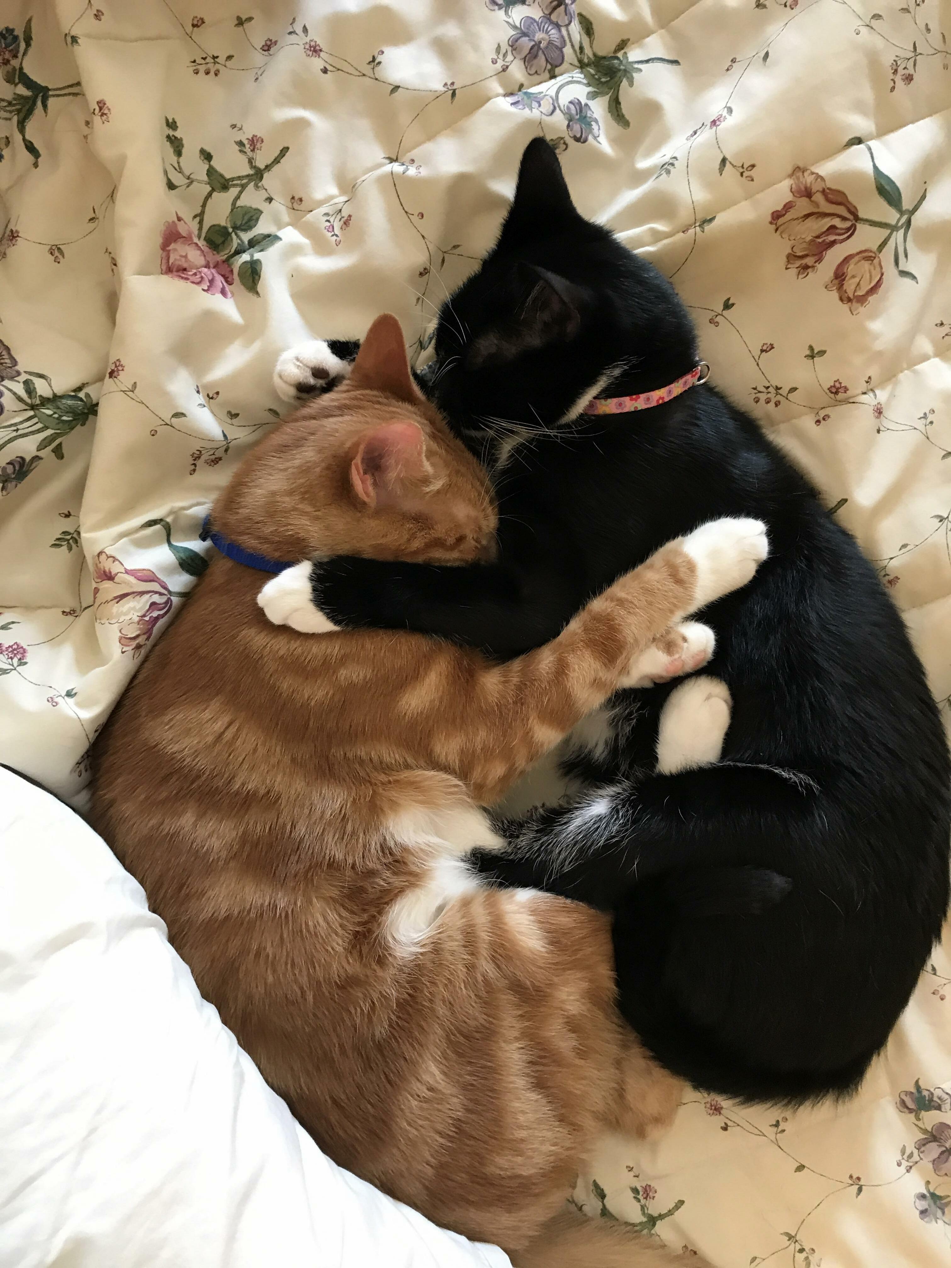 All Aboard the Sibling Snuggle-express!