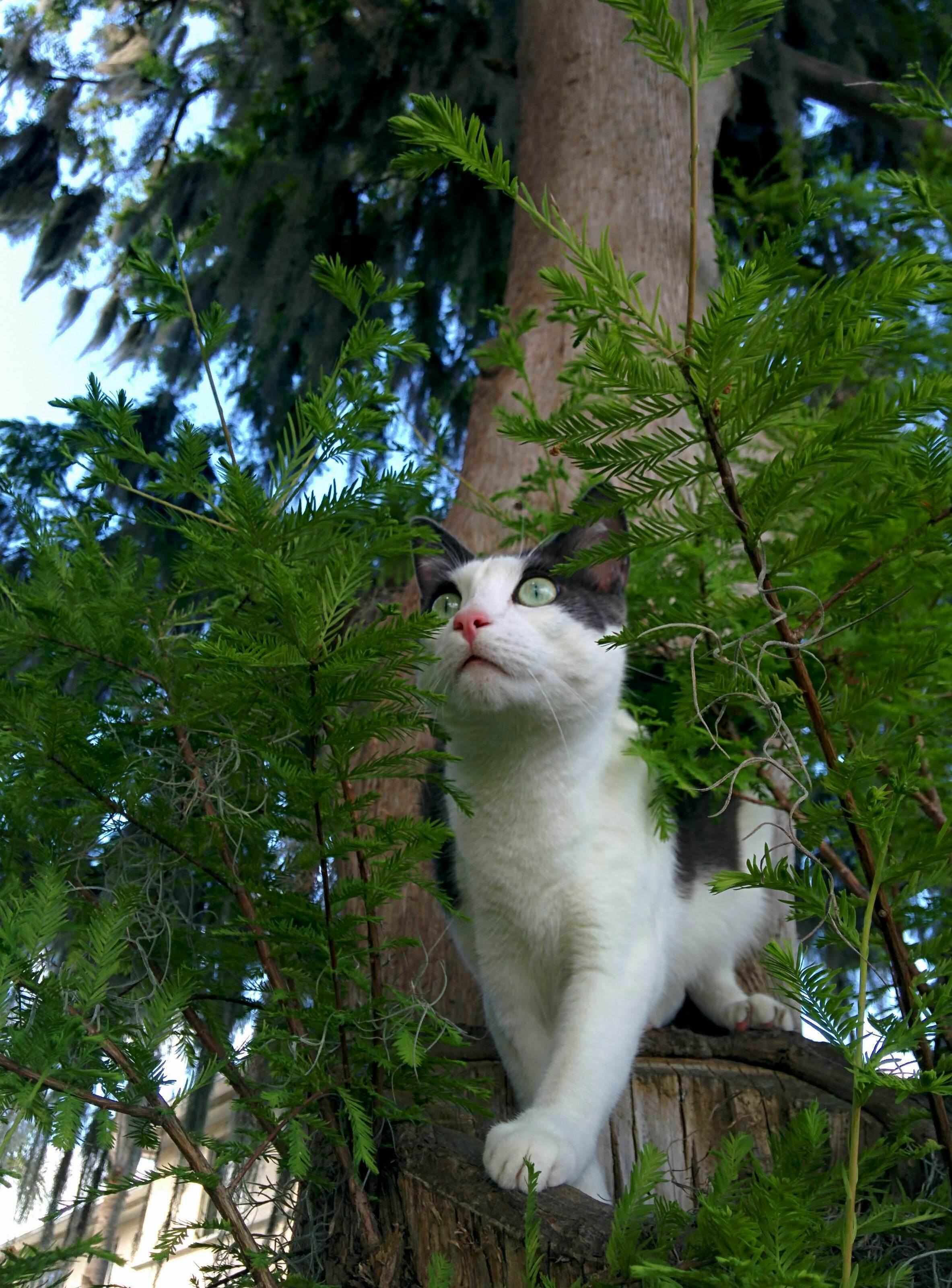 Angel Boy on the Prowl