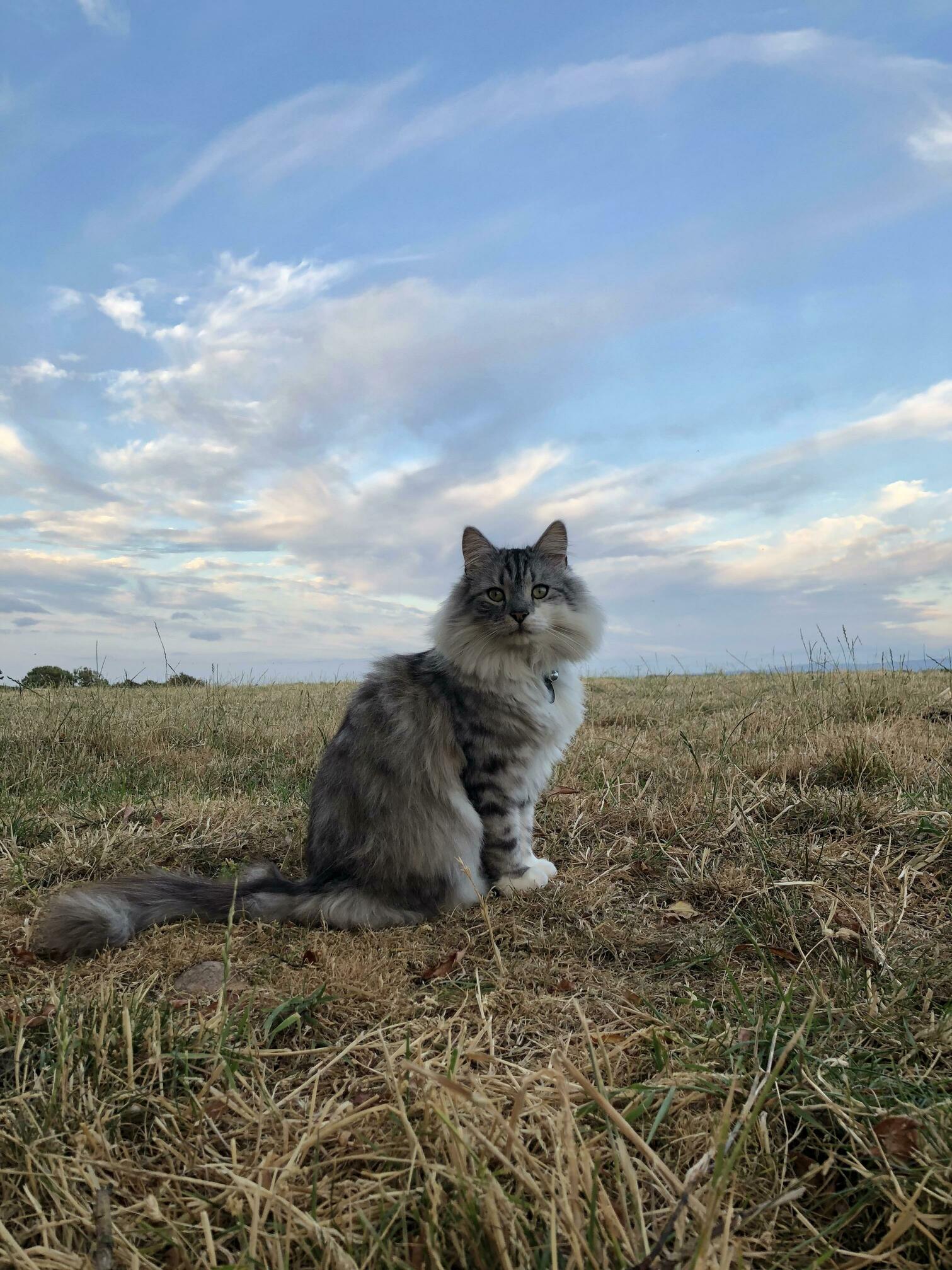 Archie Can Be Such a Poser at Times!