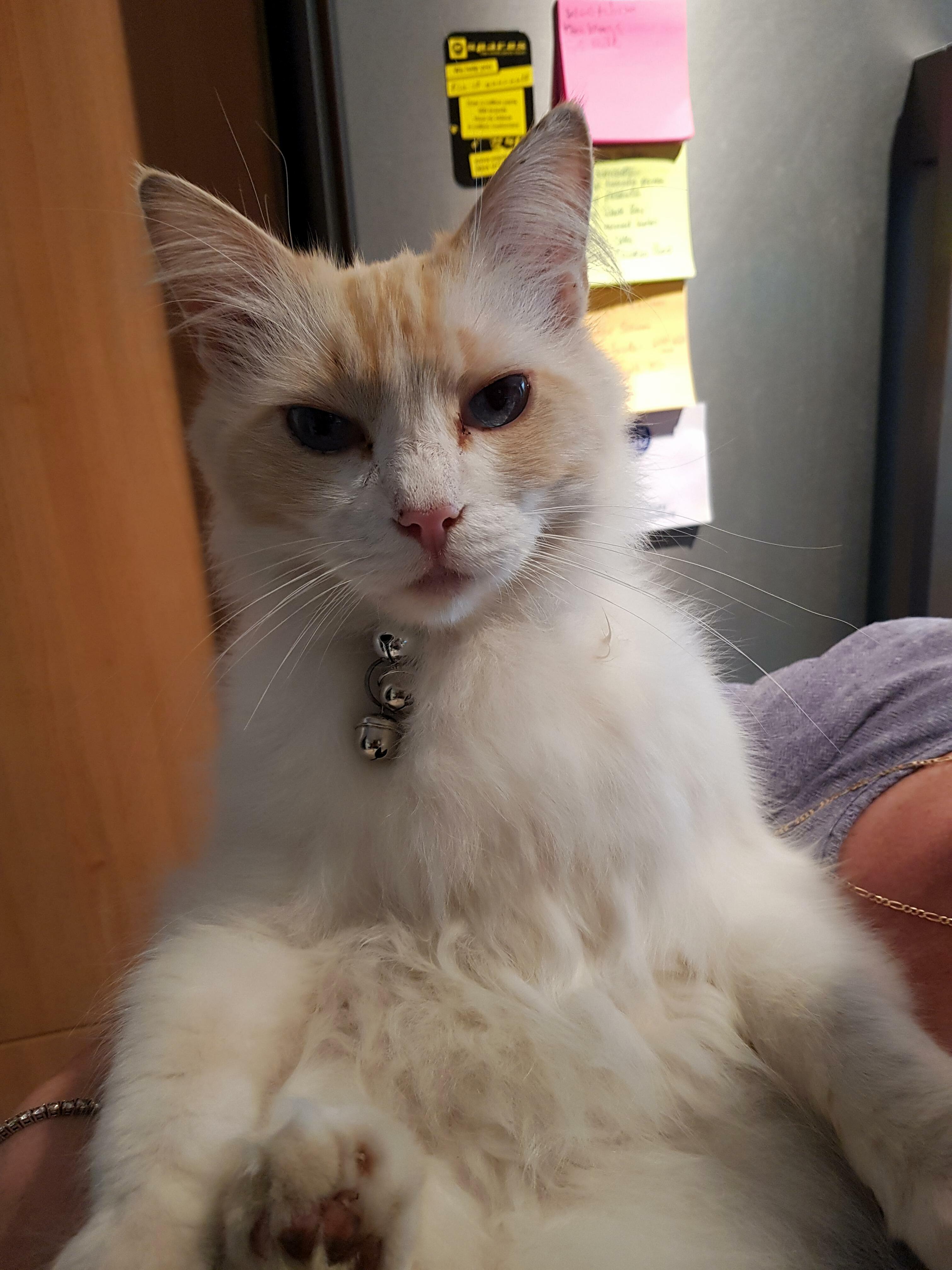 As Gizmo Is Now Up to 5 Confirmed Rabbit Kills This Weekend, We Have Added More Bells.