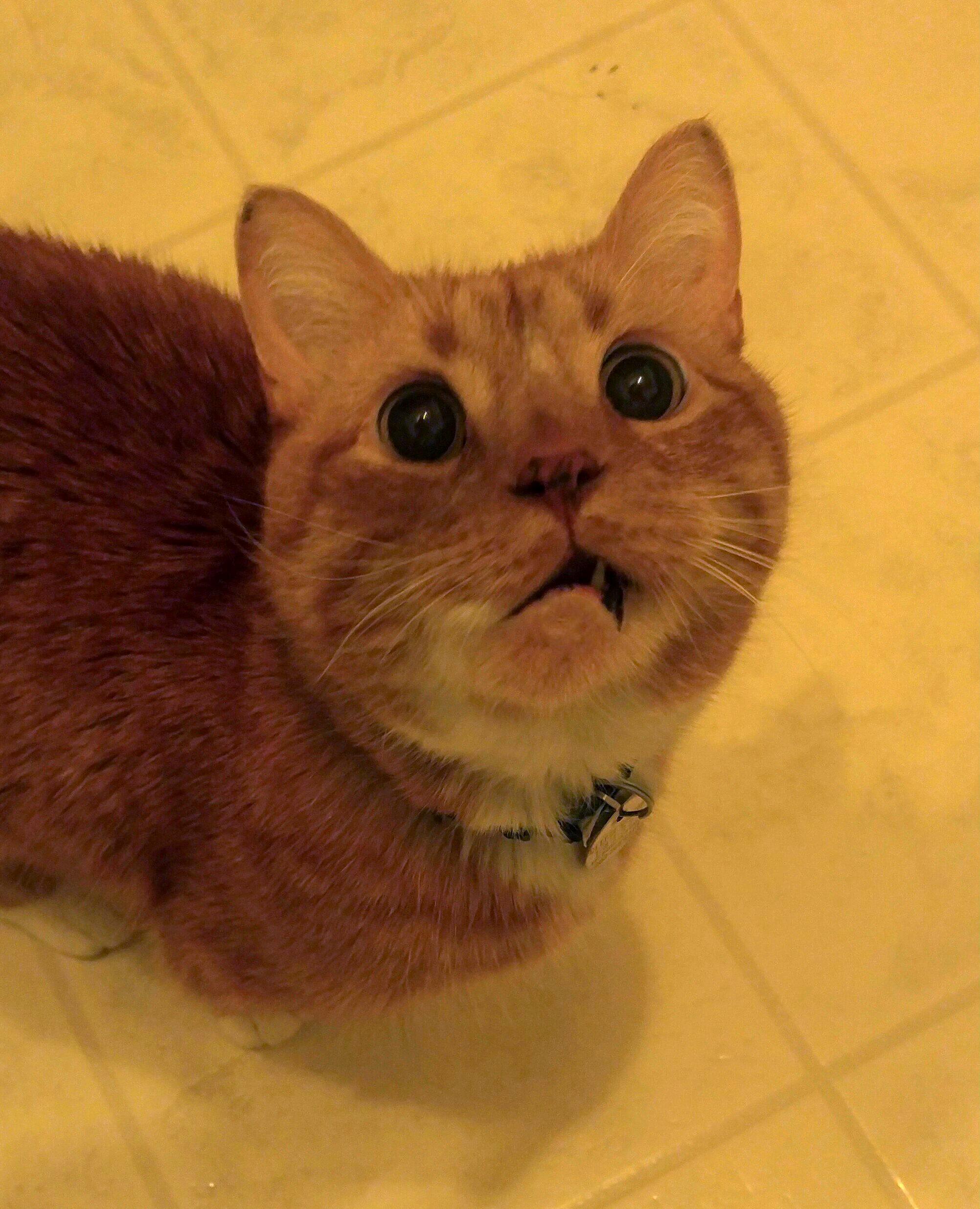 Bambis Toothy Grin