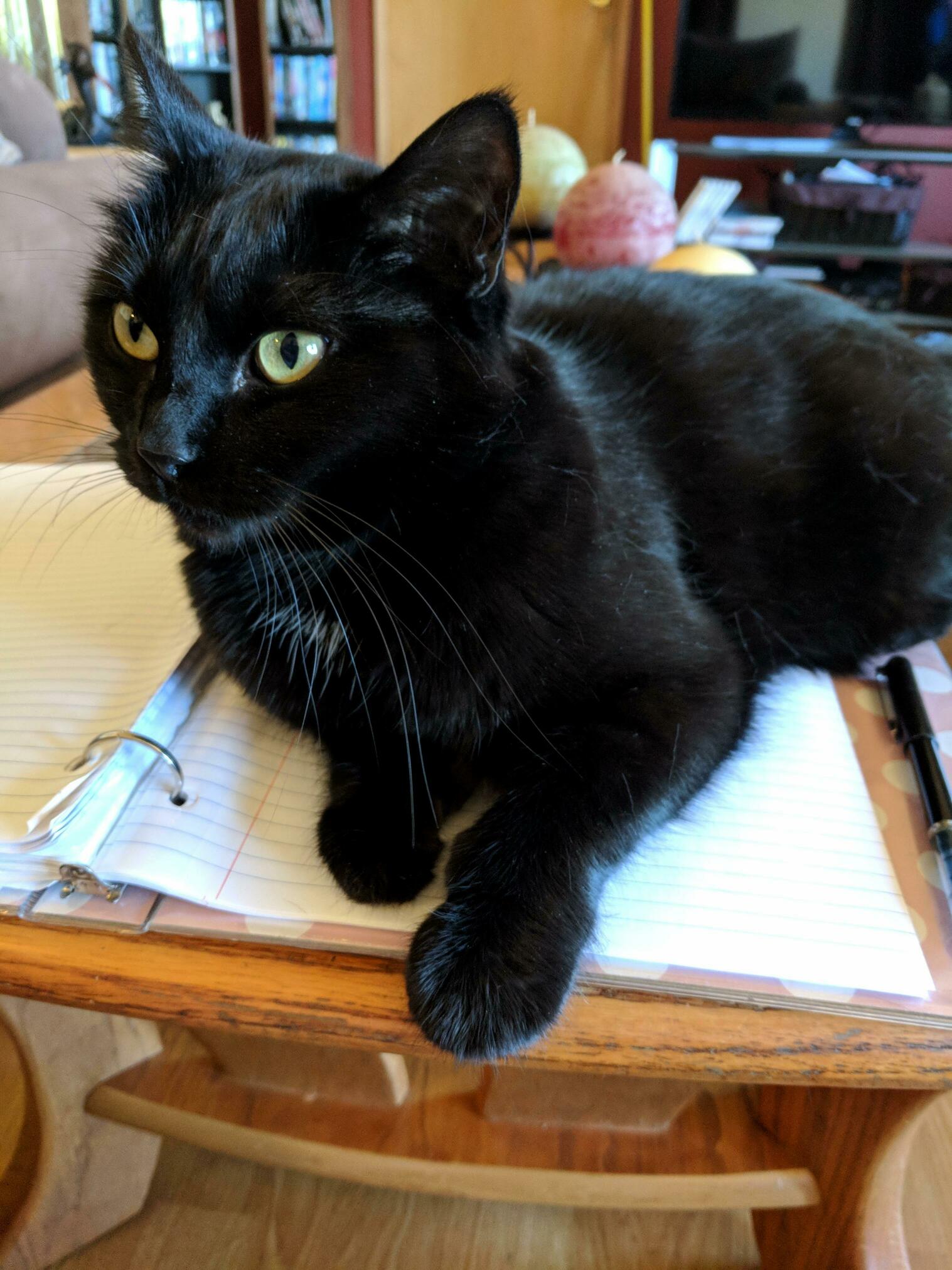 Bandit Likes to Help Me Write Music