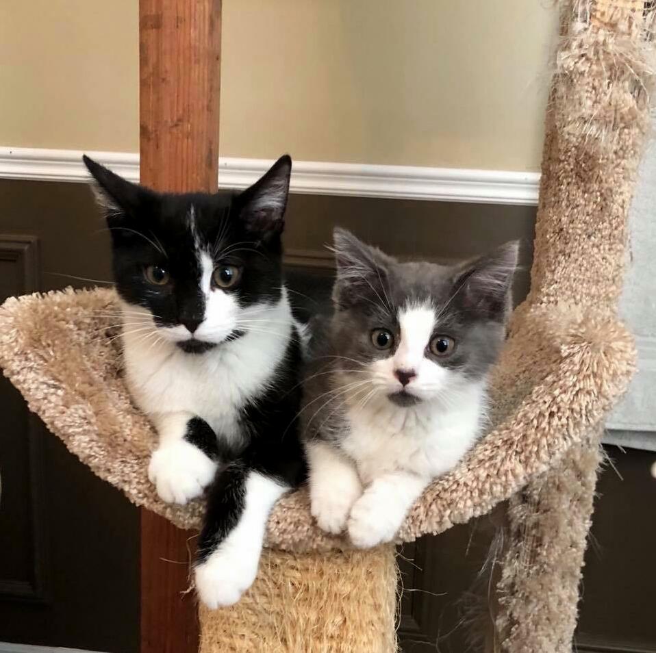 Beazly and Pipsqueak Are Two Peas in a Pod