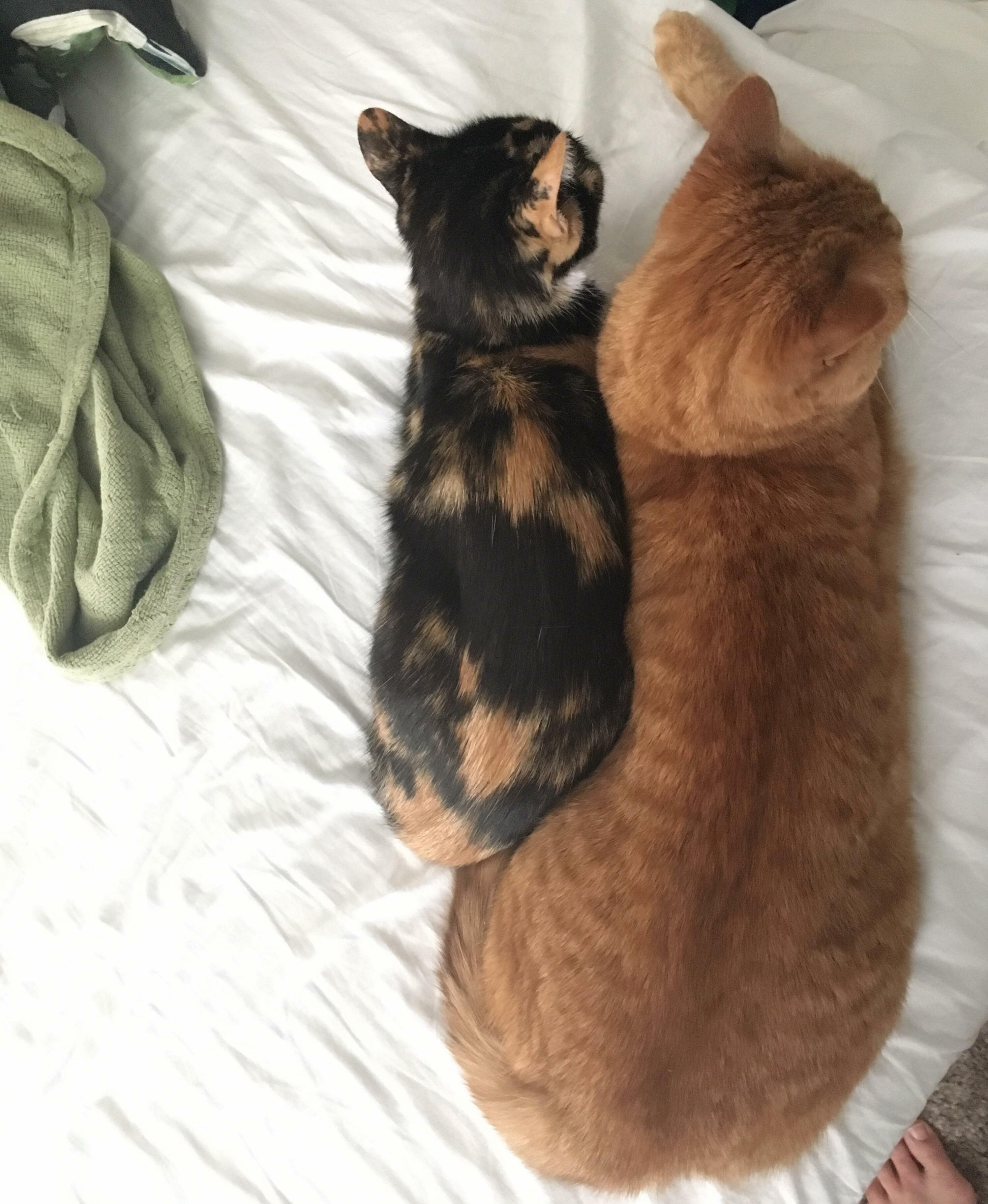 Both My Cats Are Older Than 5 Years Old.