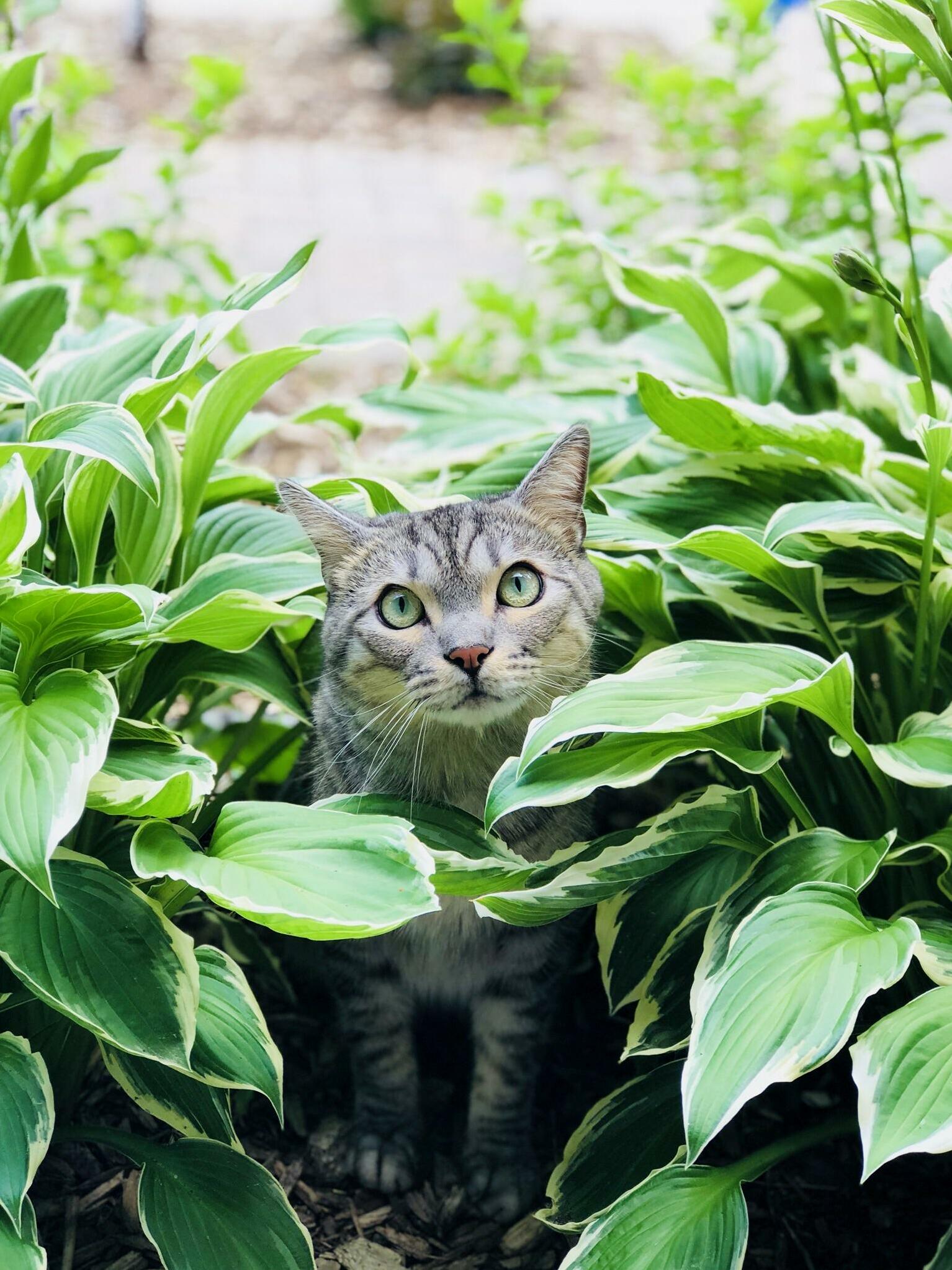Can You Beleaf How Cute This Guy Is!