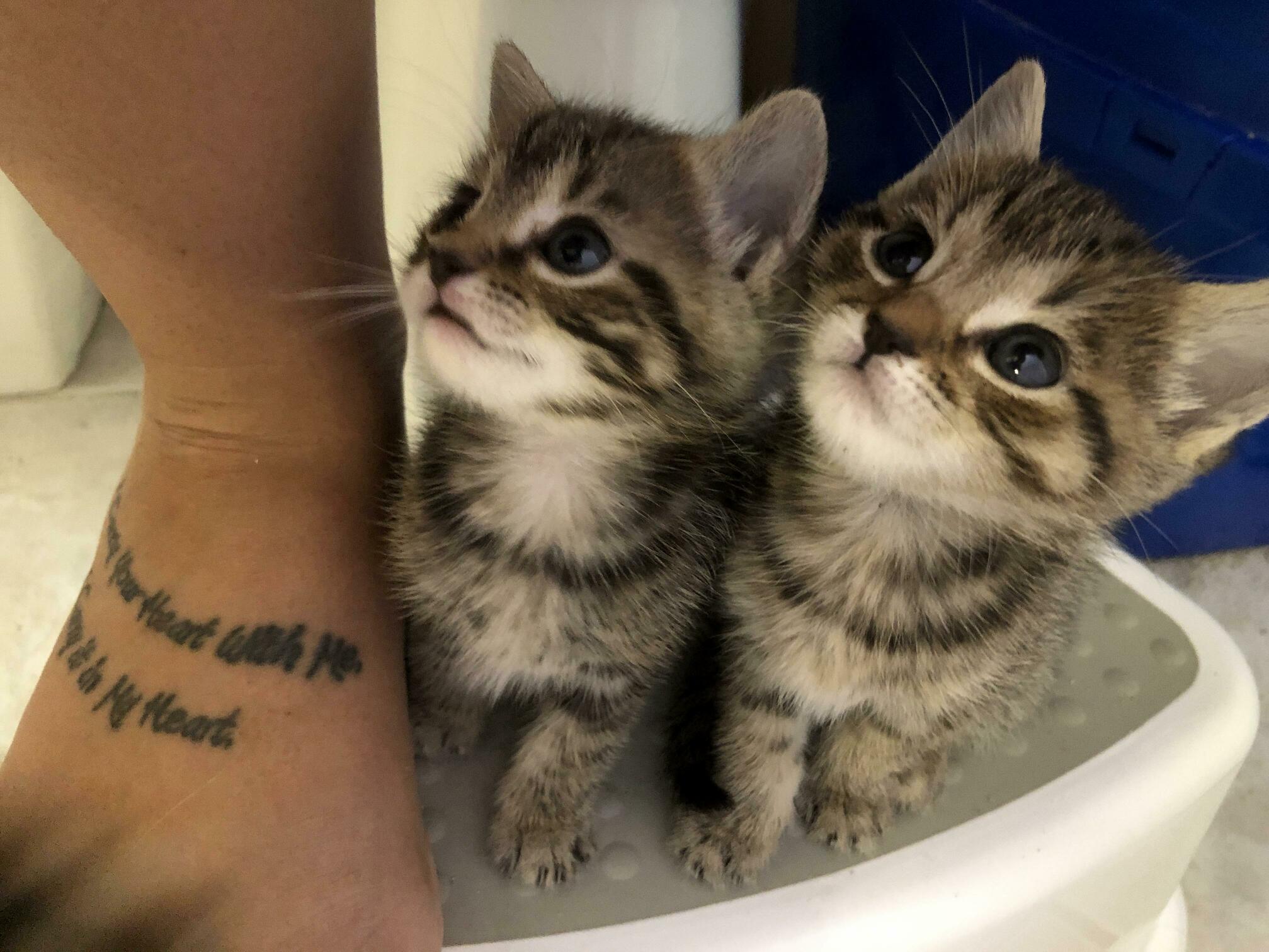 Cant Do Anything Alone, They Follow Me Everywhere