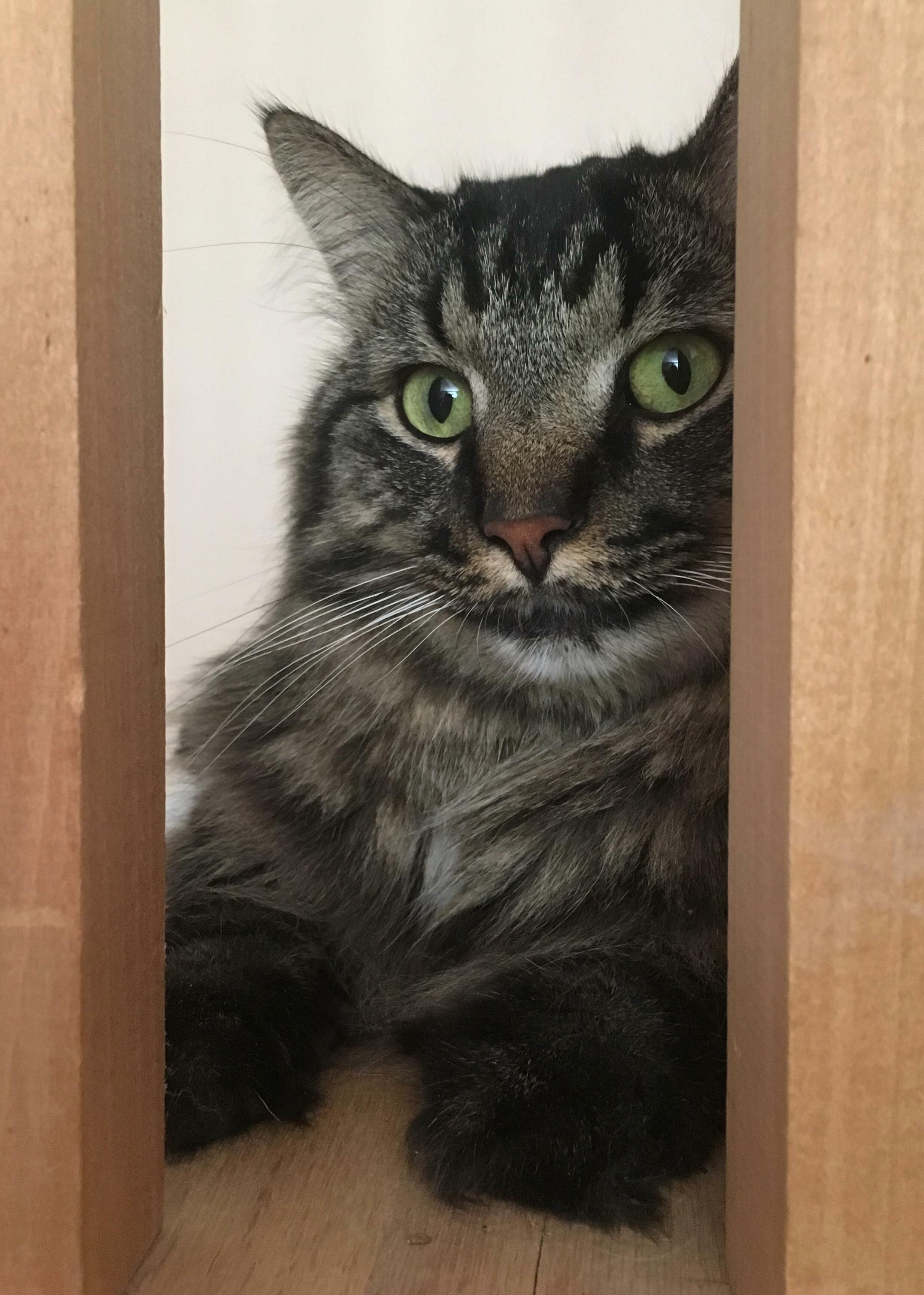 Cat Sitting This Ball of Fluff for the Week