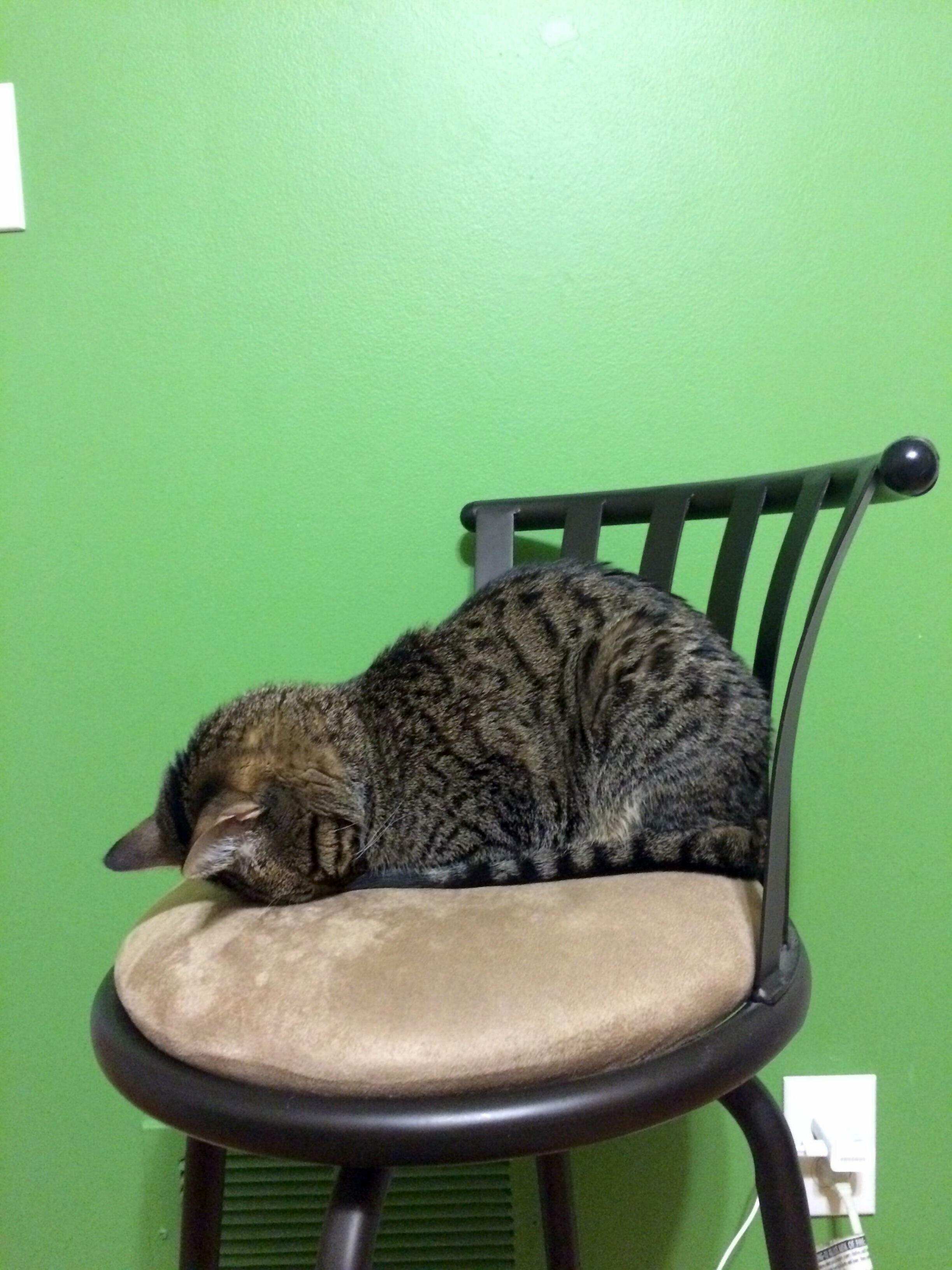 Cats Spelled Backwards Is Get Off
