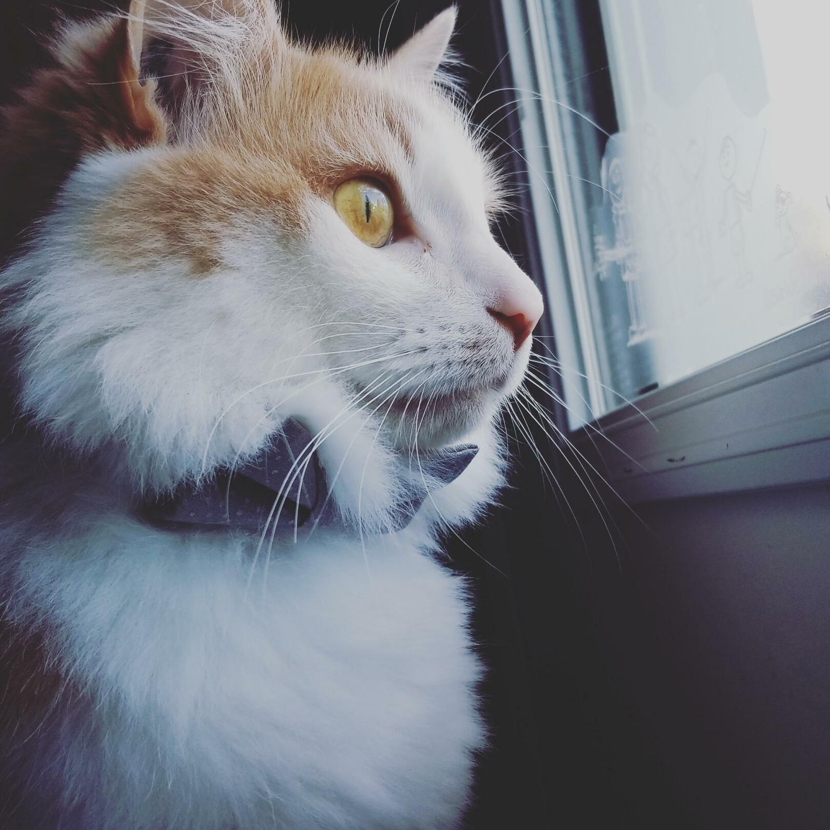 Charles and His New Bow Tie