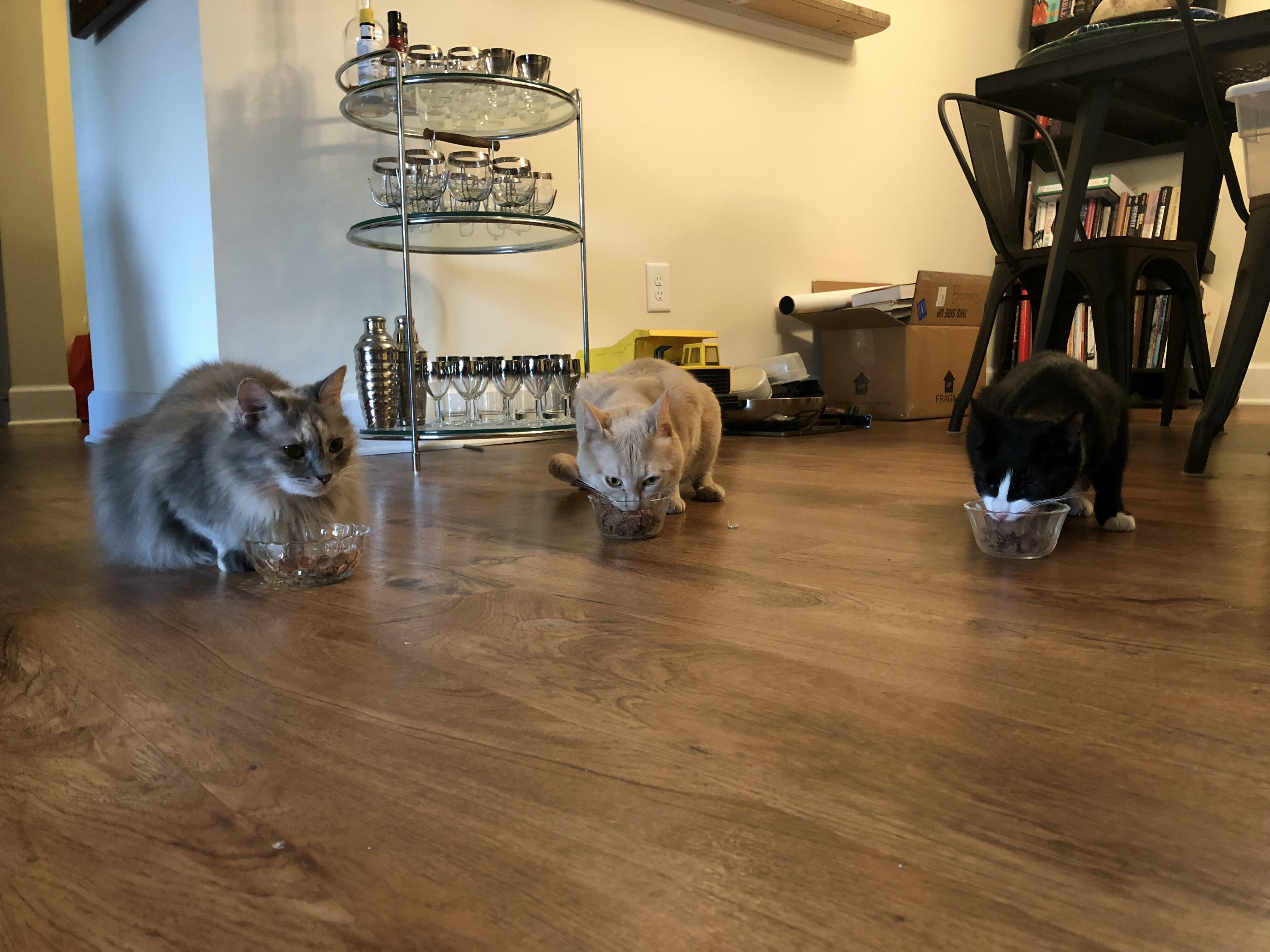 Chow Time