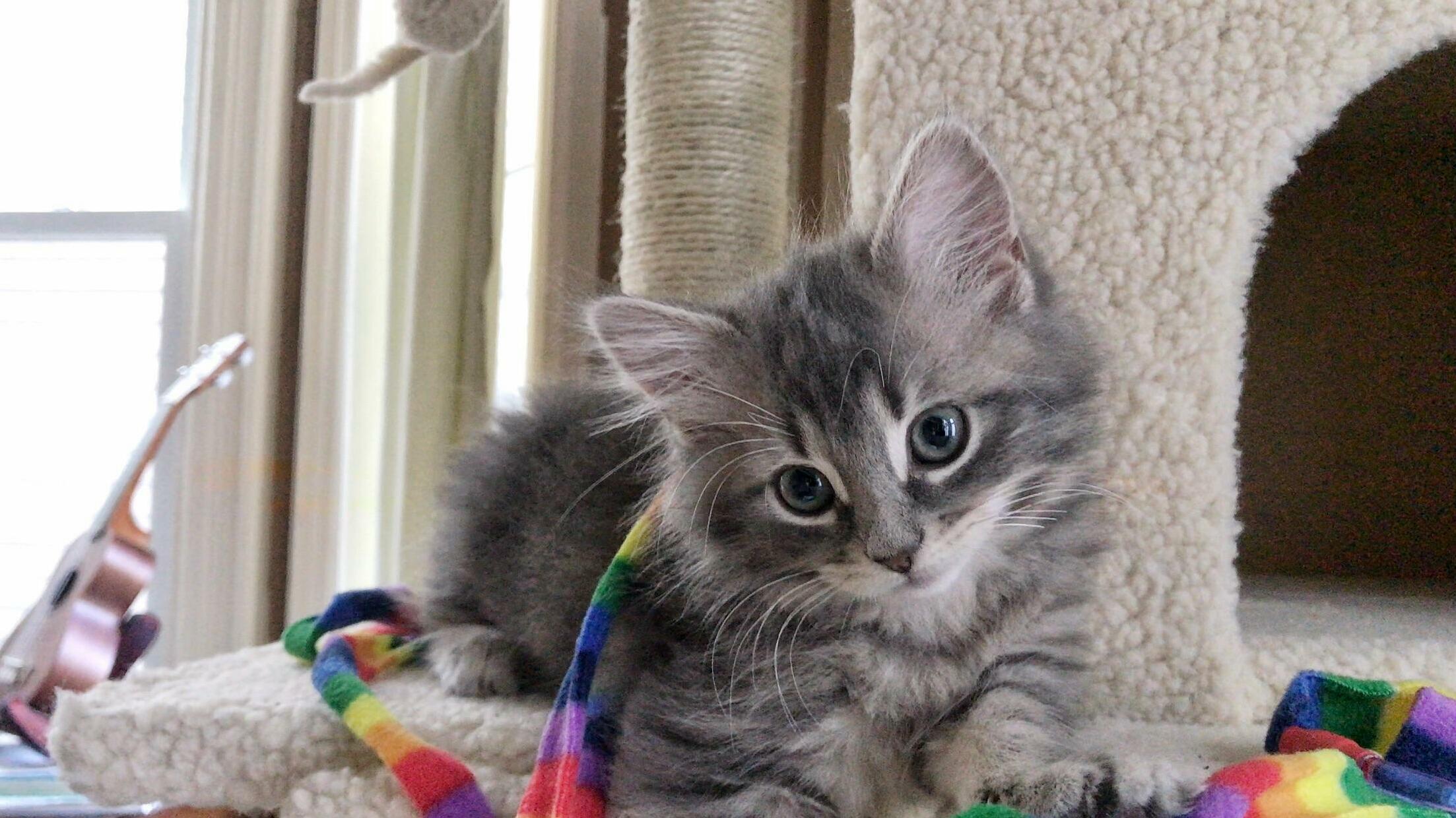 Crobie Contemplates the Meaning of Life, the Universe, Everything. Its Fortytuna.