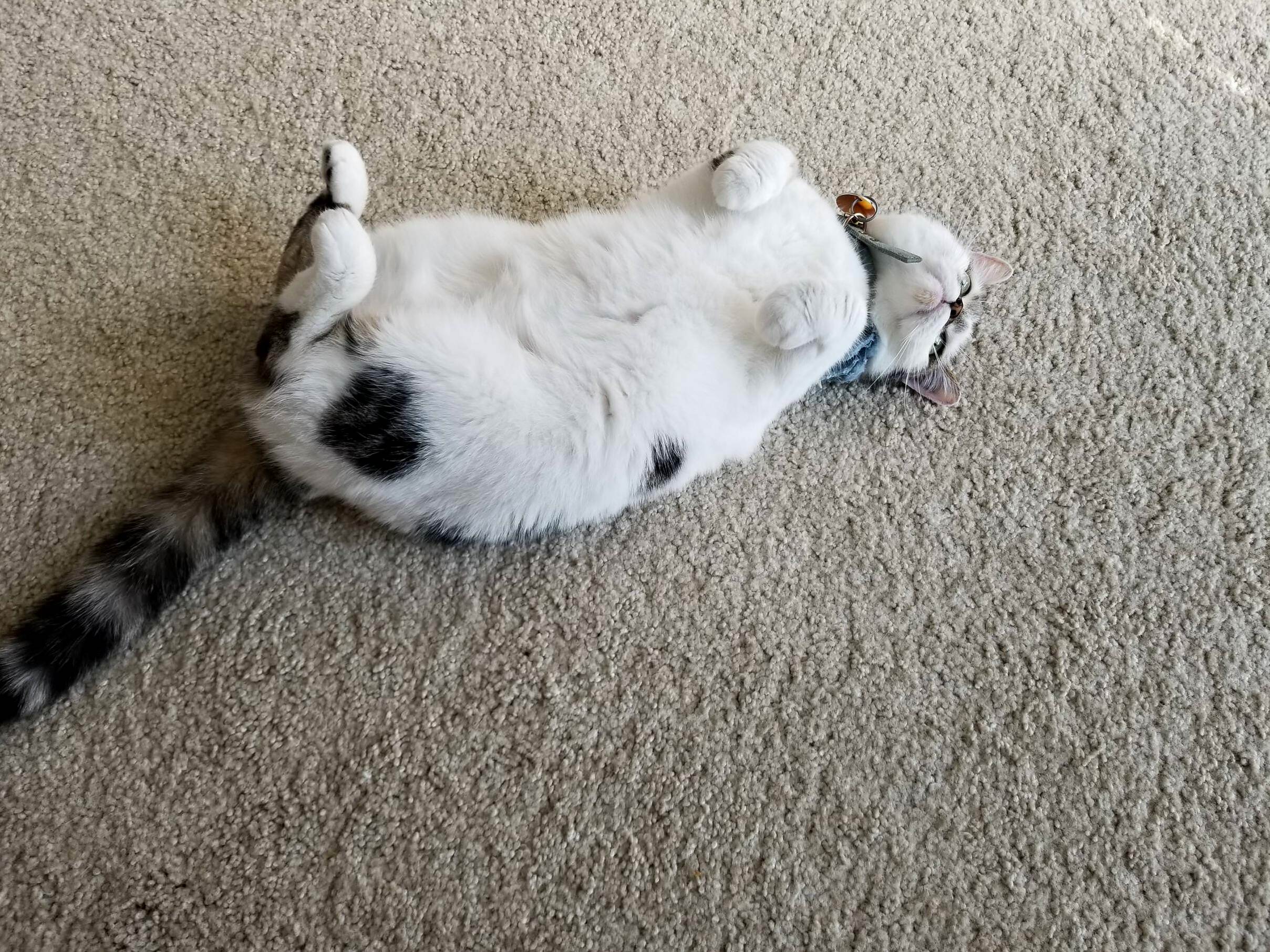 Curie Has a Heart on Her Butt That You Can Only See When Shes Feeling Frisky and Rolling Around on Her Back.