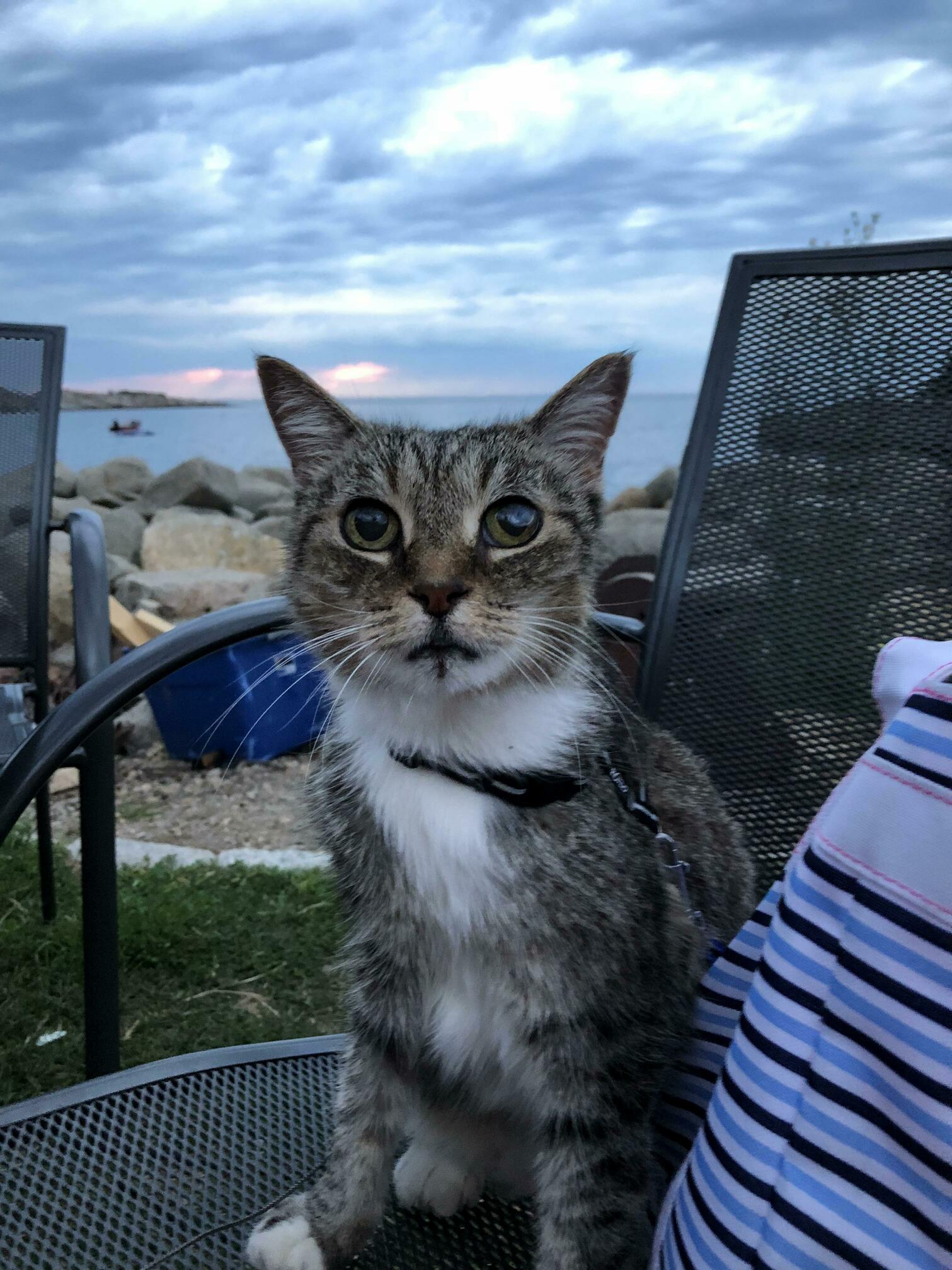 Evening at a Lobster Pond, Duoduo Ate Two Bites of Sun Chips but Didnt Like the Lobster Roll.