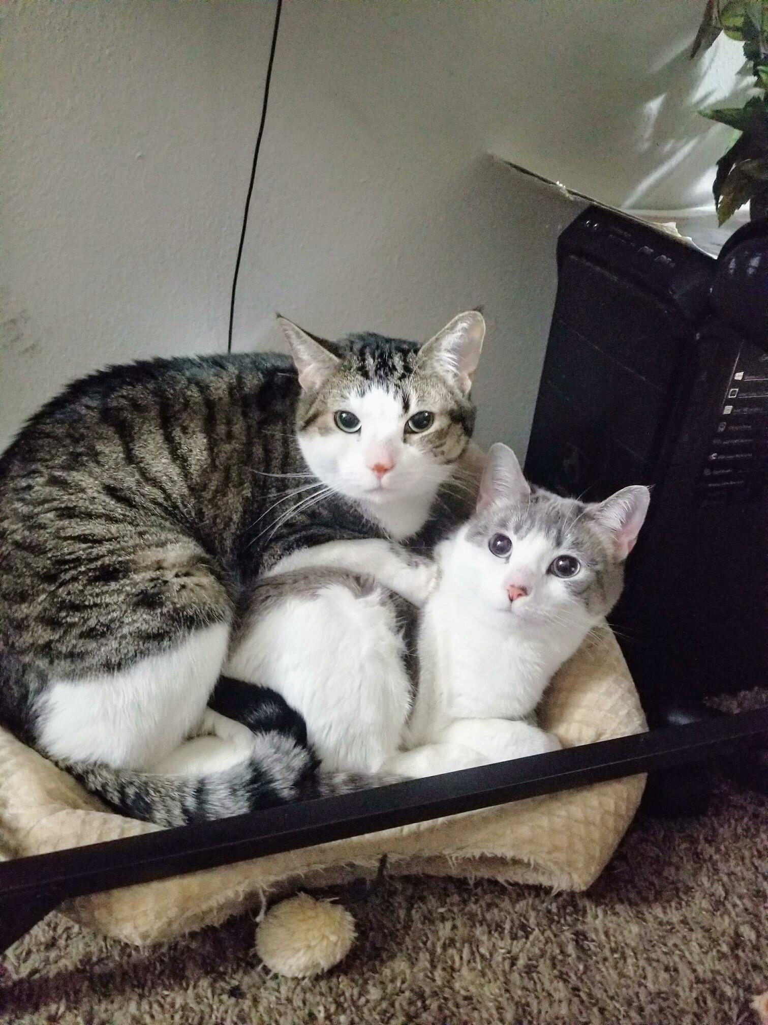Everything About This Photo Perfectly Sums Up Their Personalities