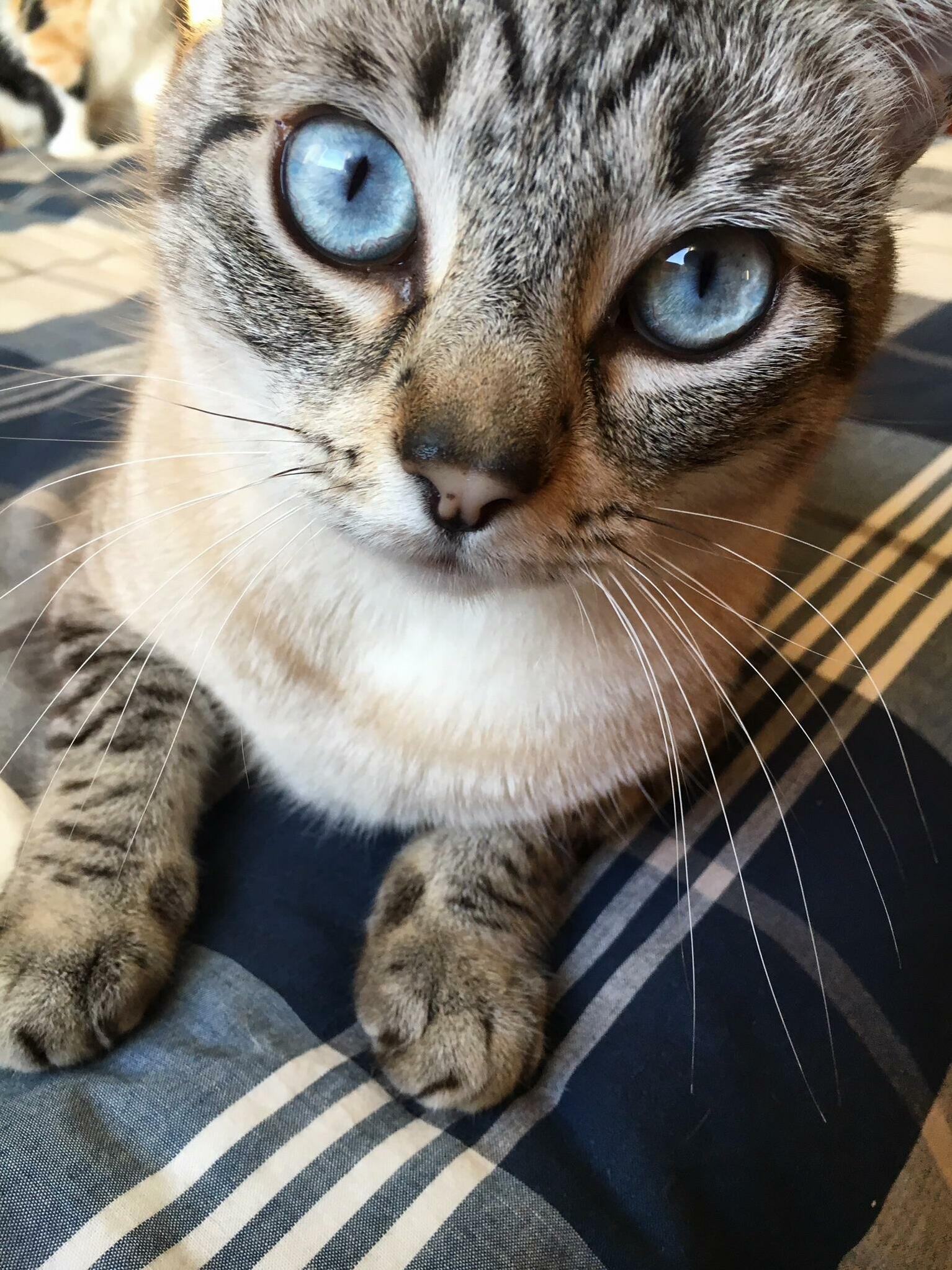 Galaxy Eyes